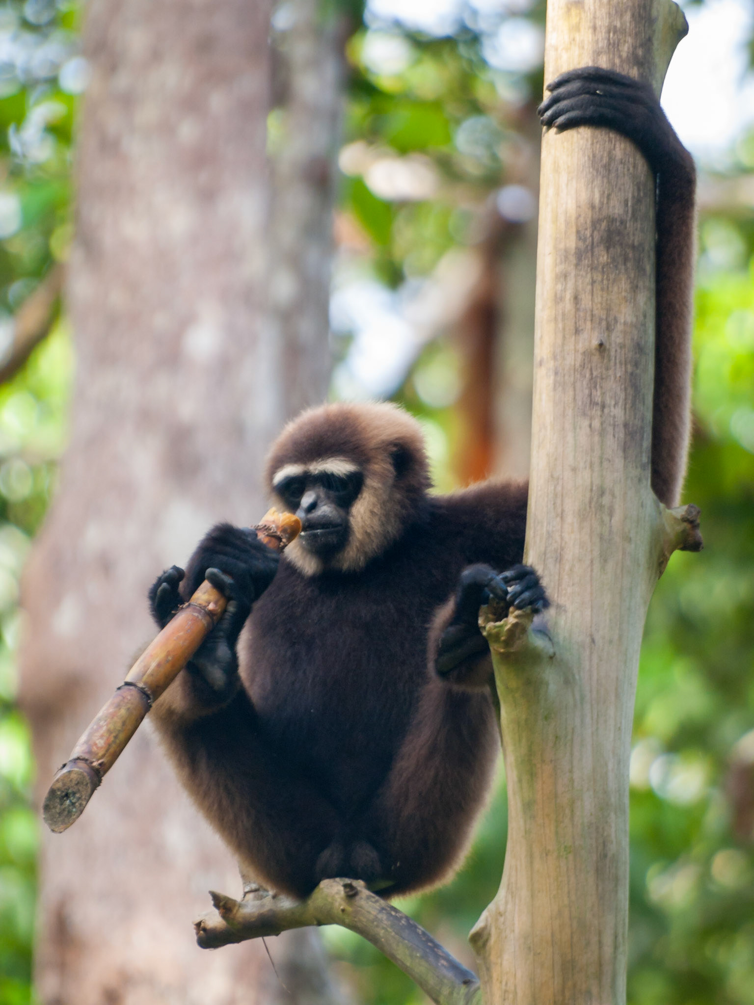 Gibbon eating in a tree