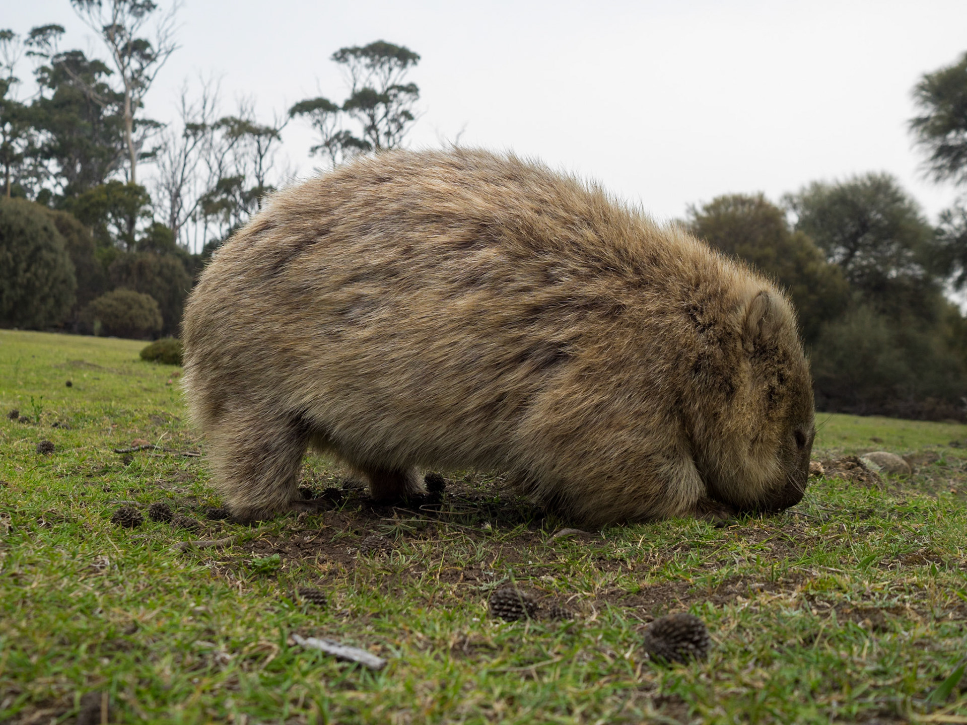 Wombat grazing in the grass