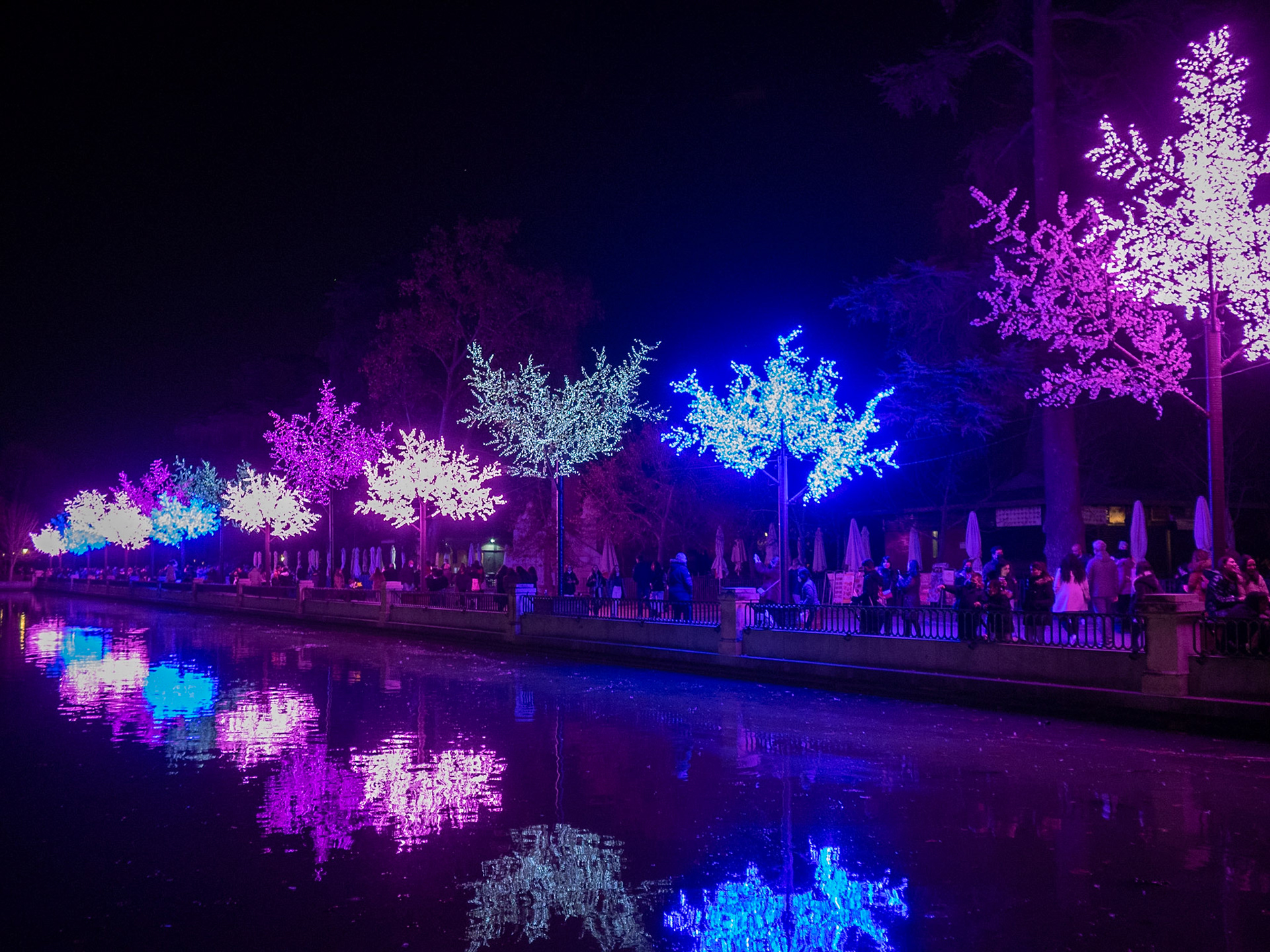 Trees illuminated for Christmas by Retiro Park lake, Madrid