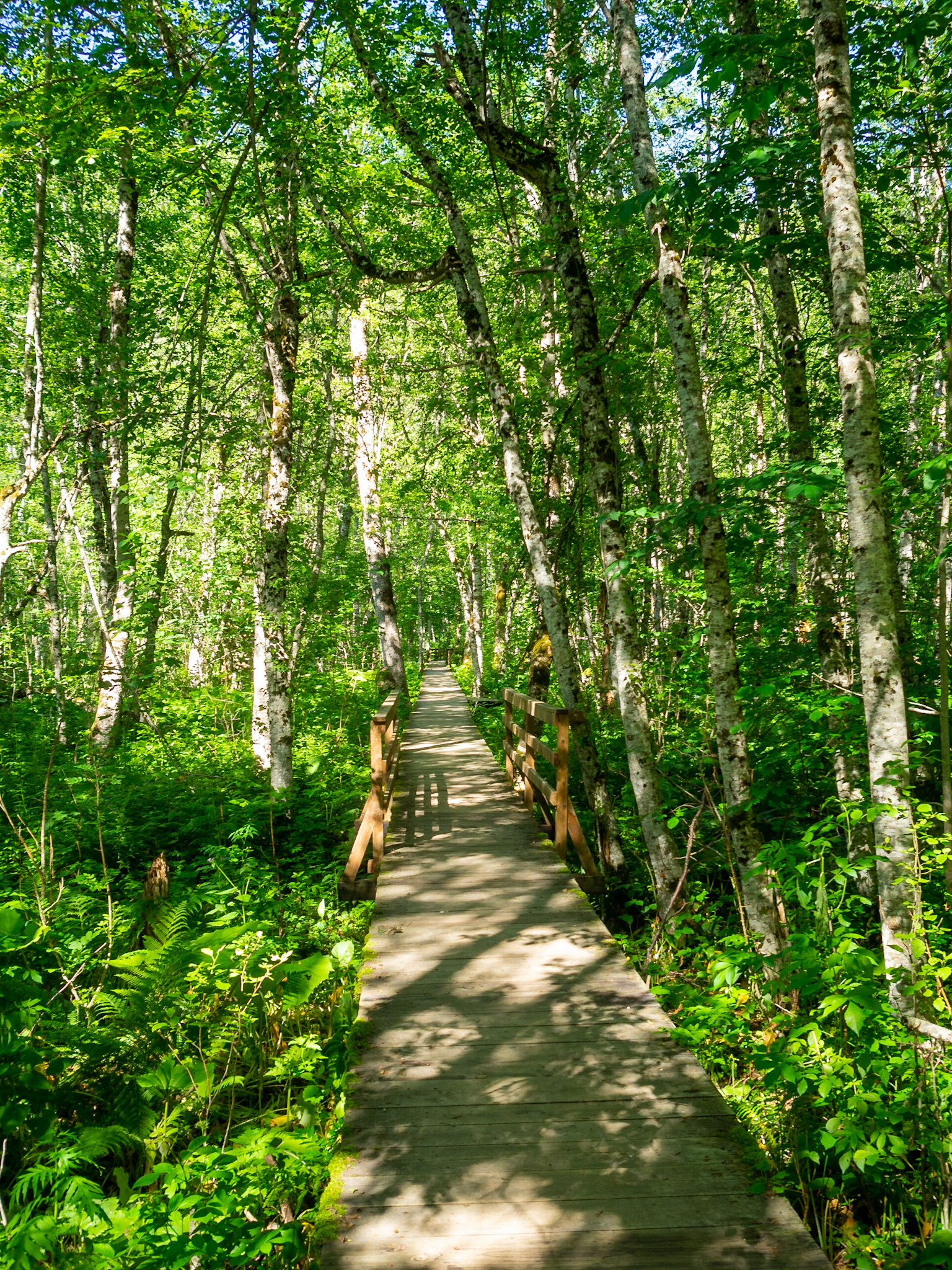Walkway between the forest in Biogradska Gora National Park
