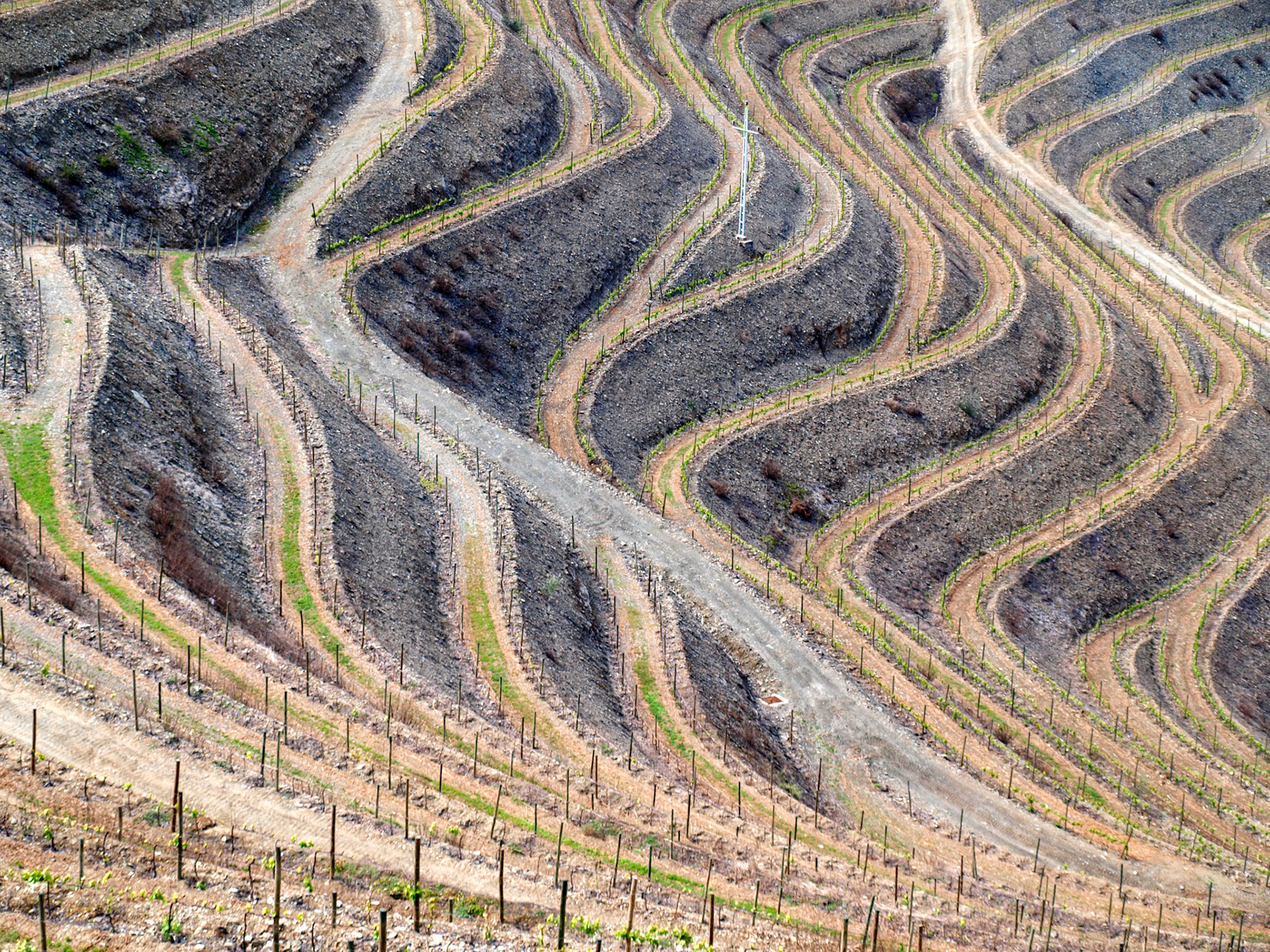 The lines of Douro valley vineyards