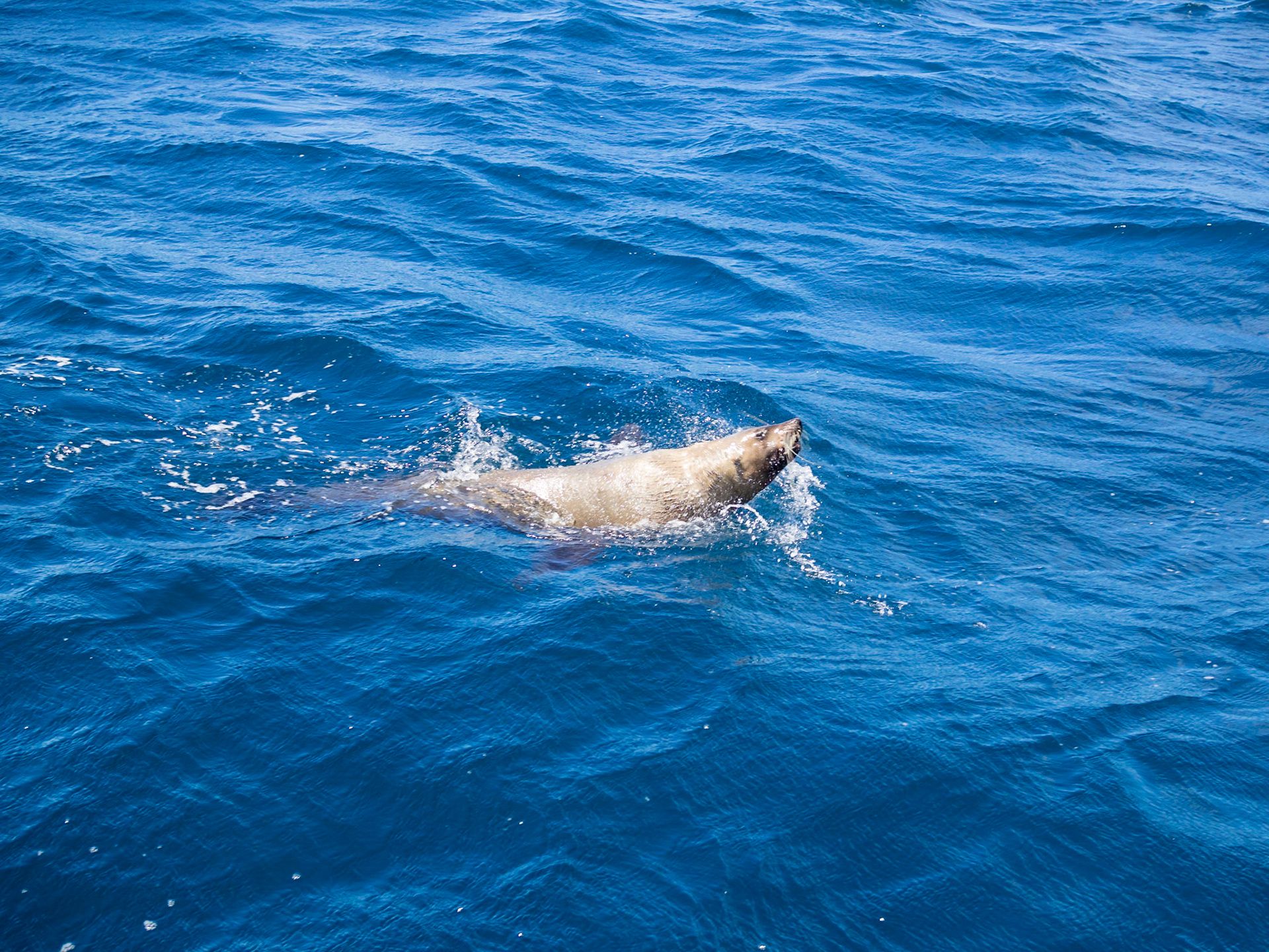 Seal playing in the waters of Bay of Fires