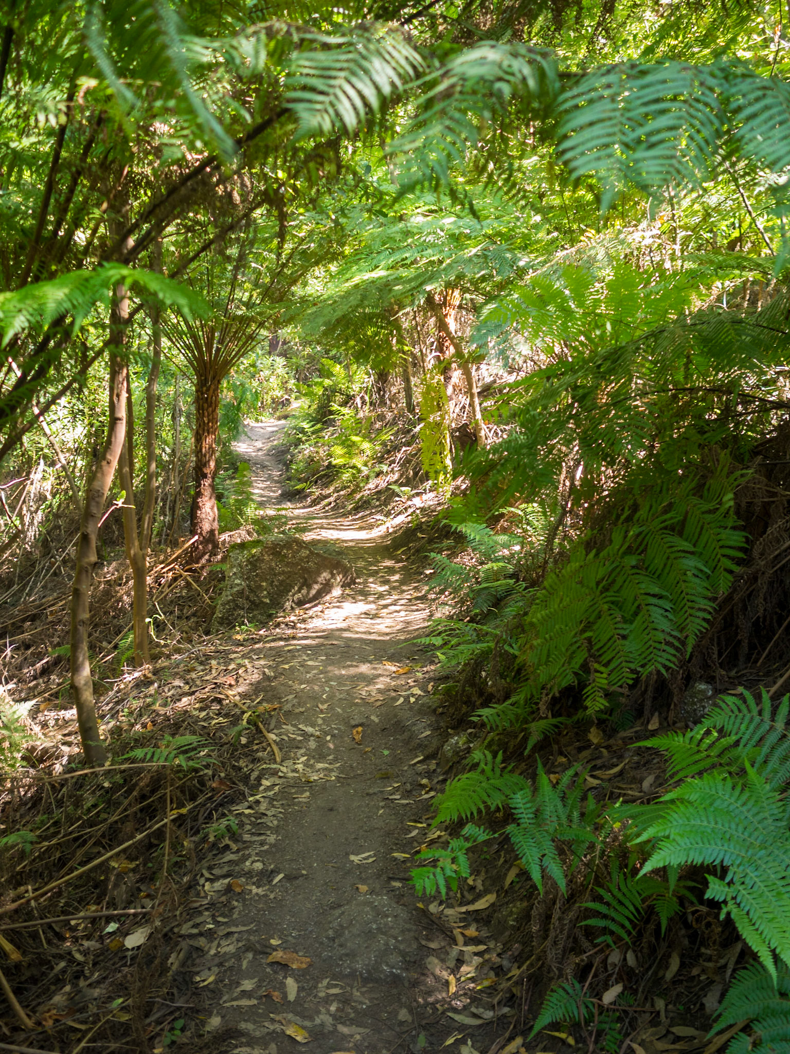 Dirt track of Lilly Pilly Gully Circuit, Wilsons Promontory, Victoria, Australia