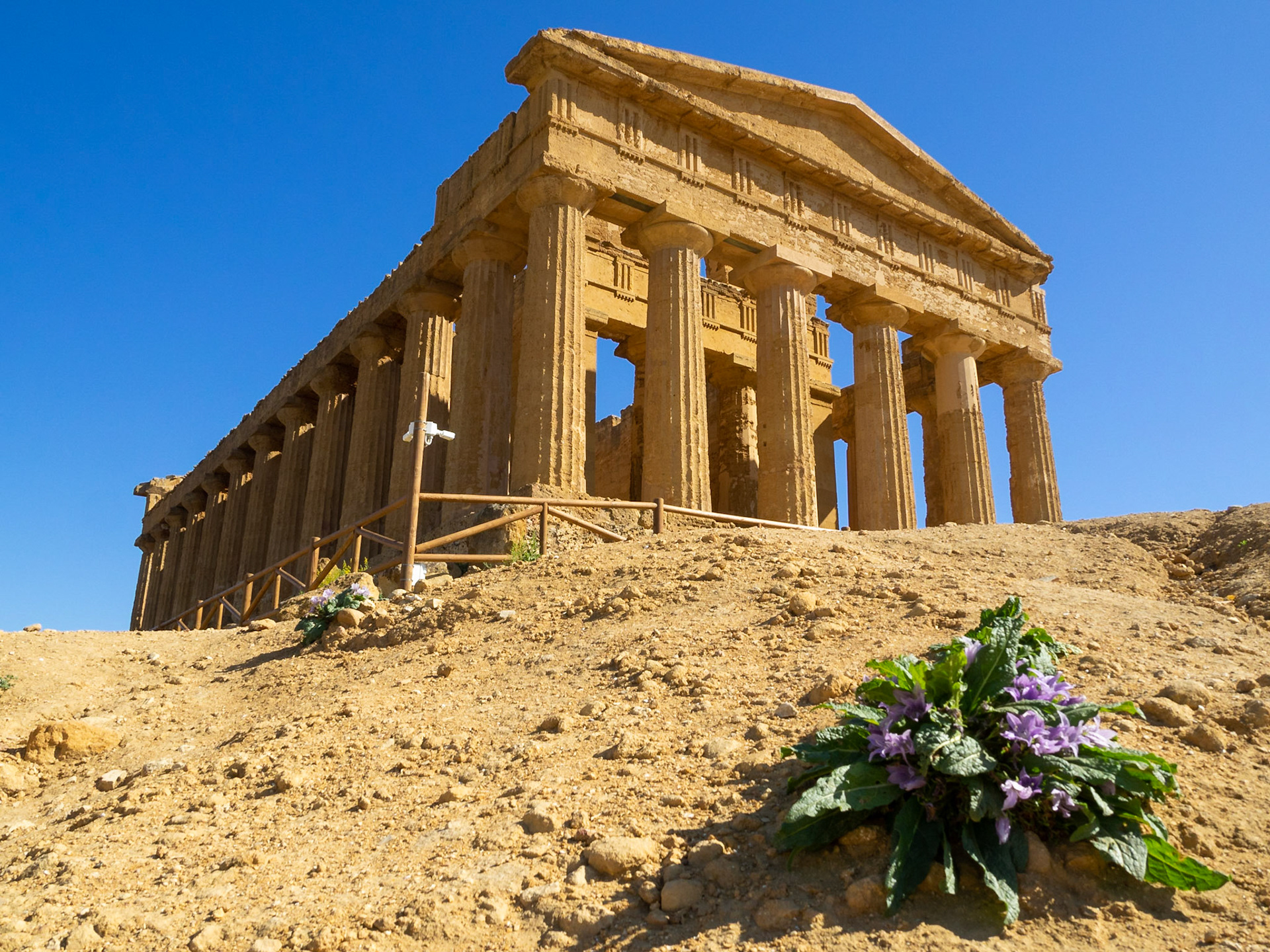 Wild flowers in the soil by the Temple of Concordia in the Valle dei Templi