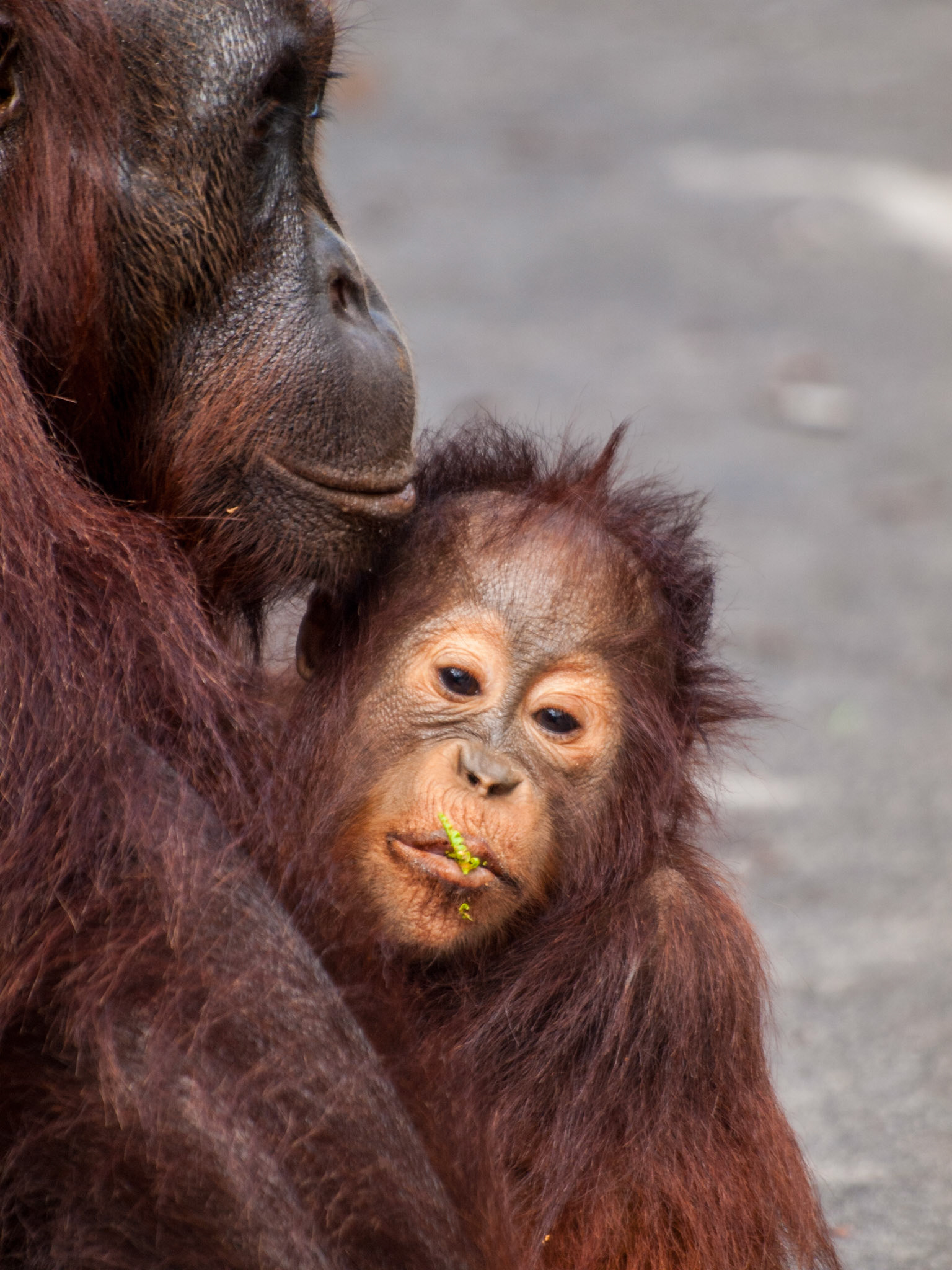 Orangutan cub and mother
