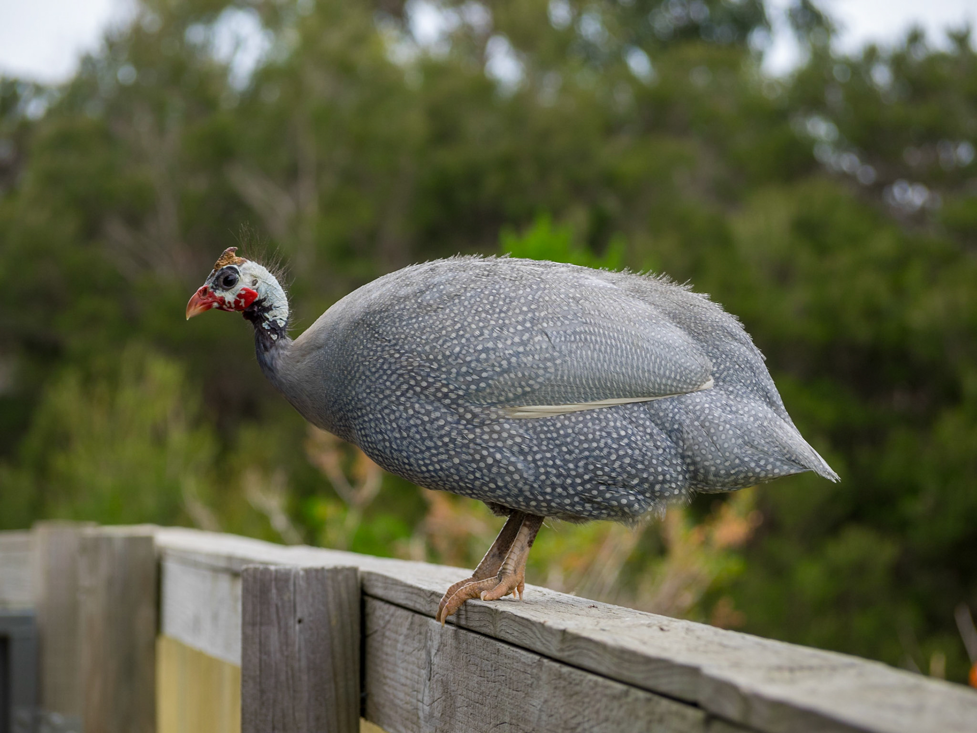 Guinea fowl