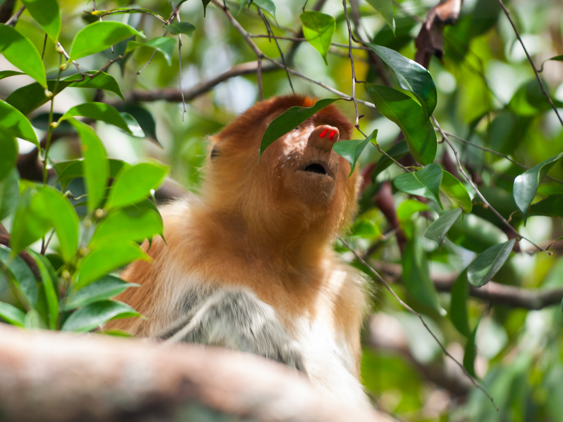 Proboscis monkey