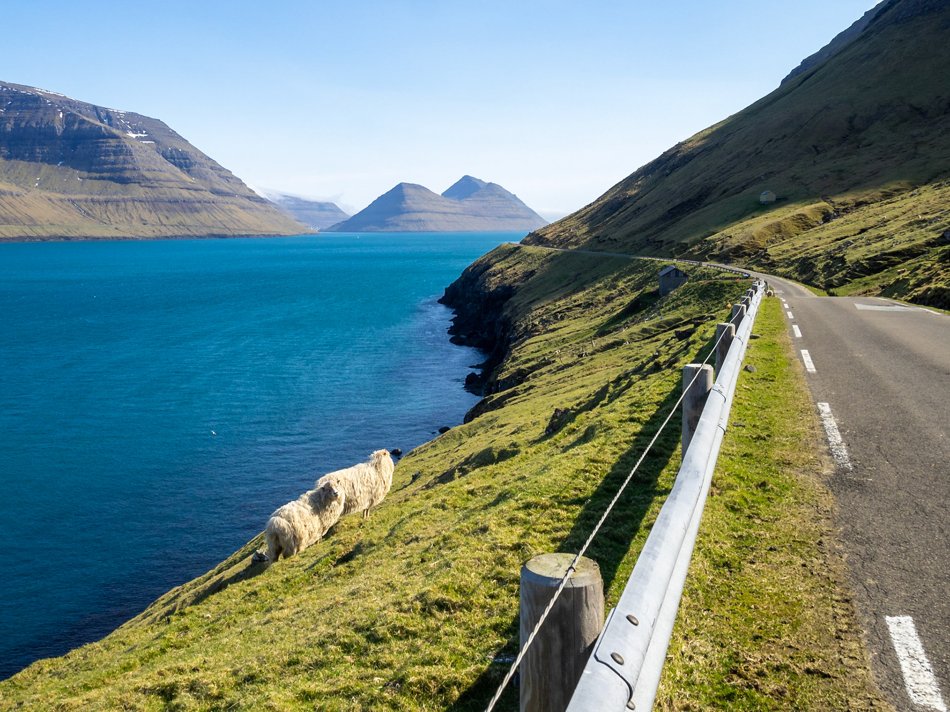 Kalsoy road by Kalsoyarfjørður fjord with sheep by the sea