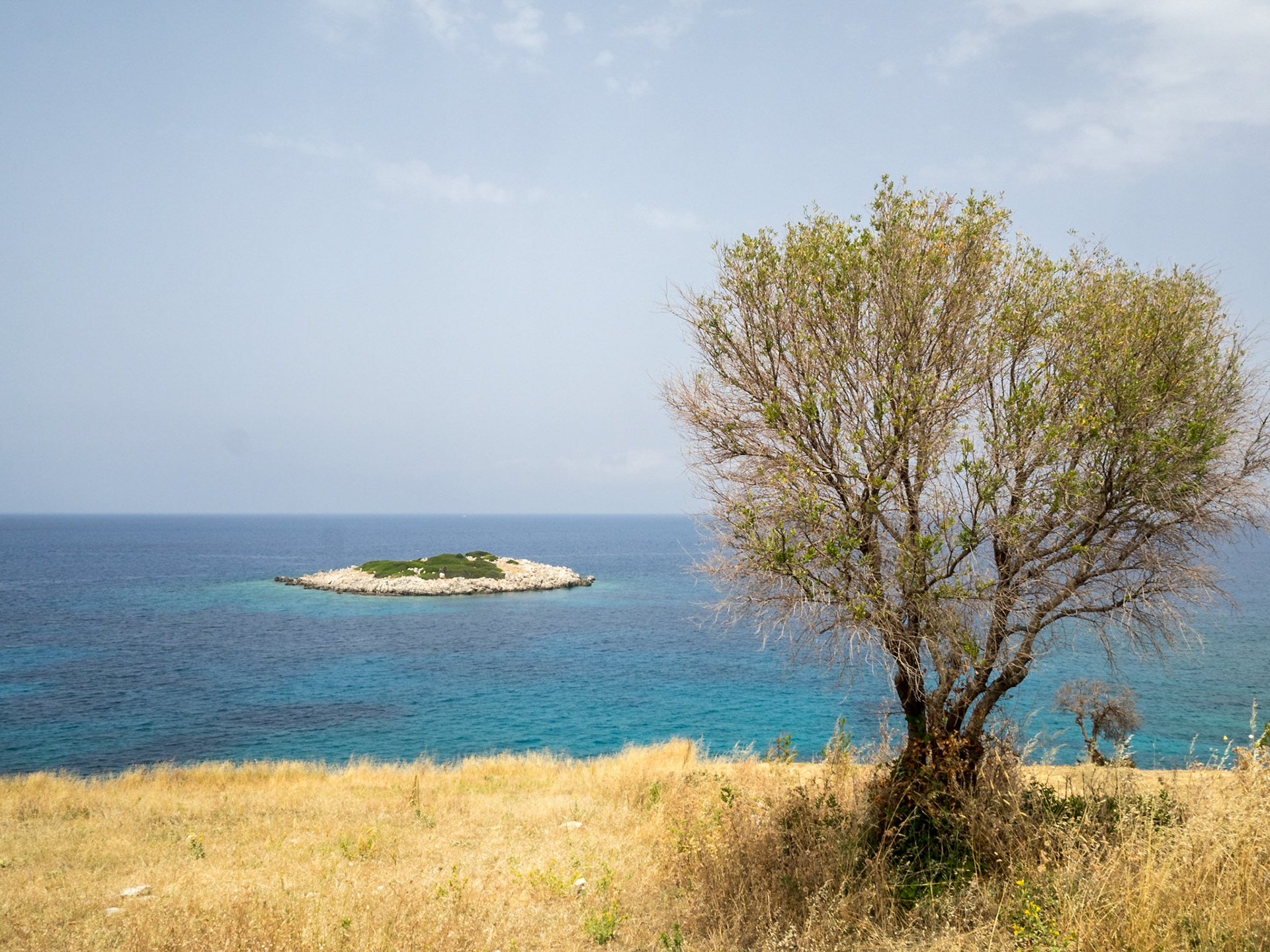 Small island in the turquoise sea and tree in the yellow grass in Zakynthos