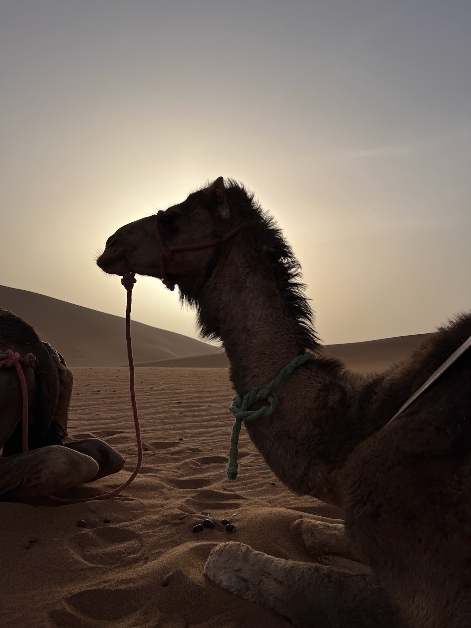Camel head and neck silhouette in the sunset at Erg Chegaga desert, Morocco