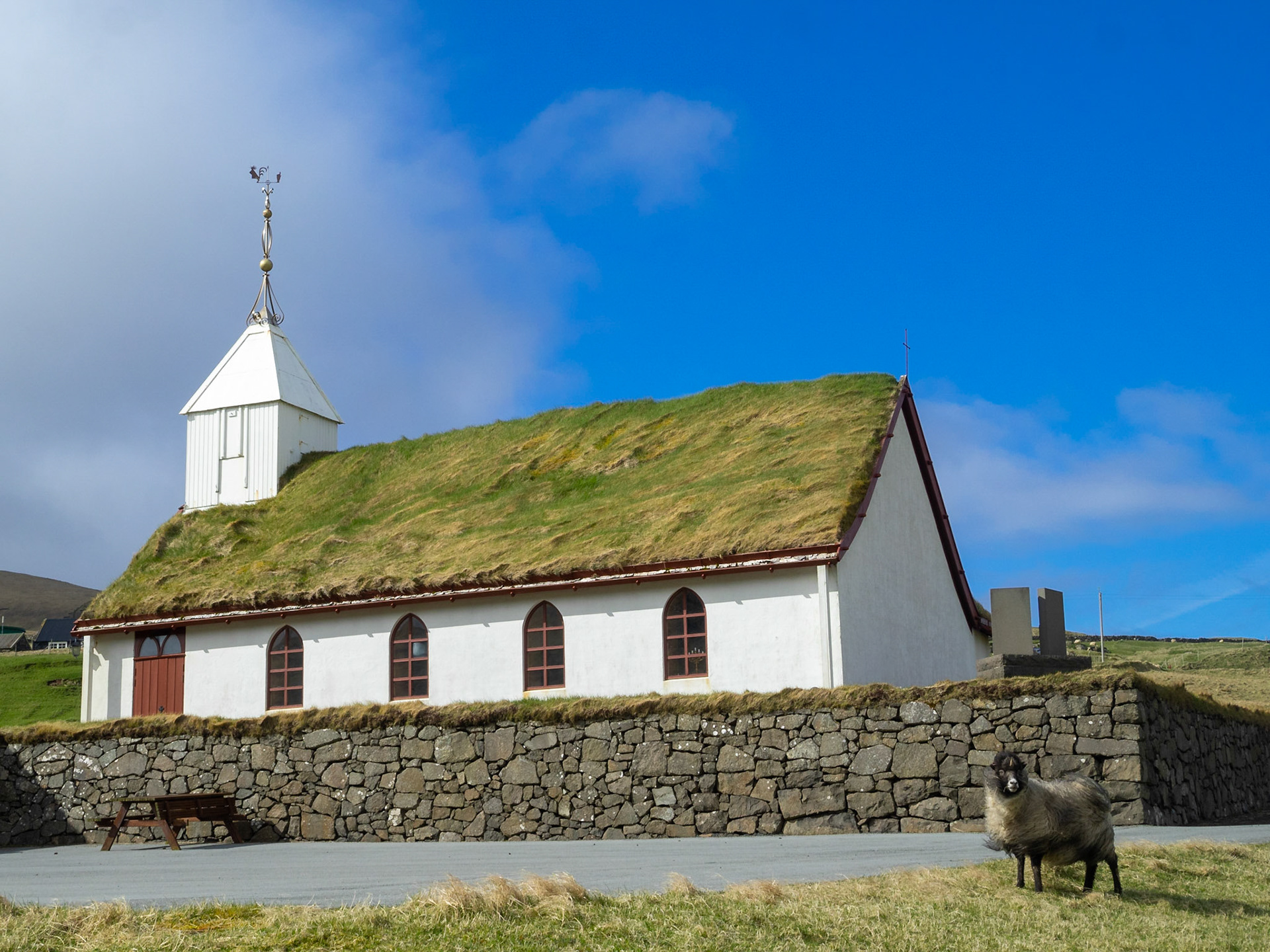 A sheep by Skálavík turf roofed church