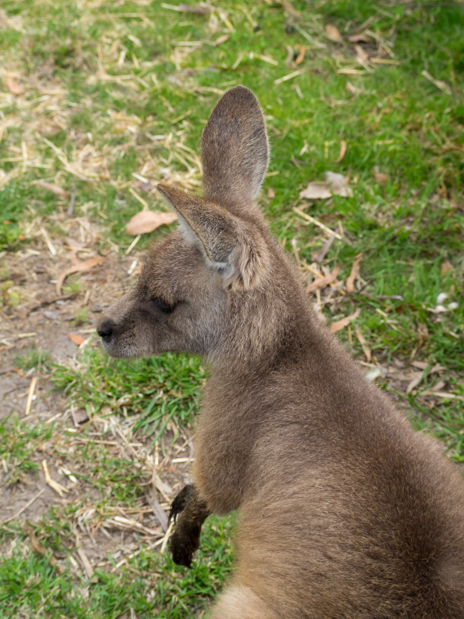 Forester kangaroo
