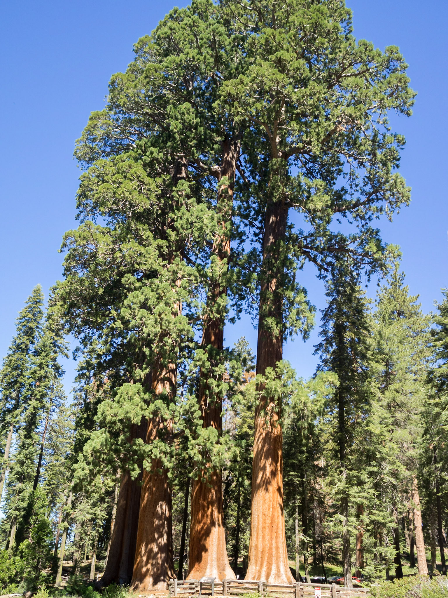 Three giant sequoia trees