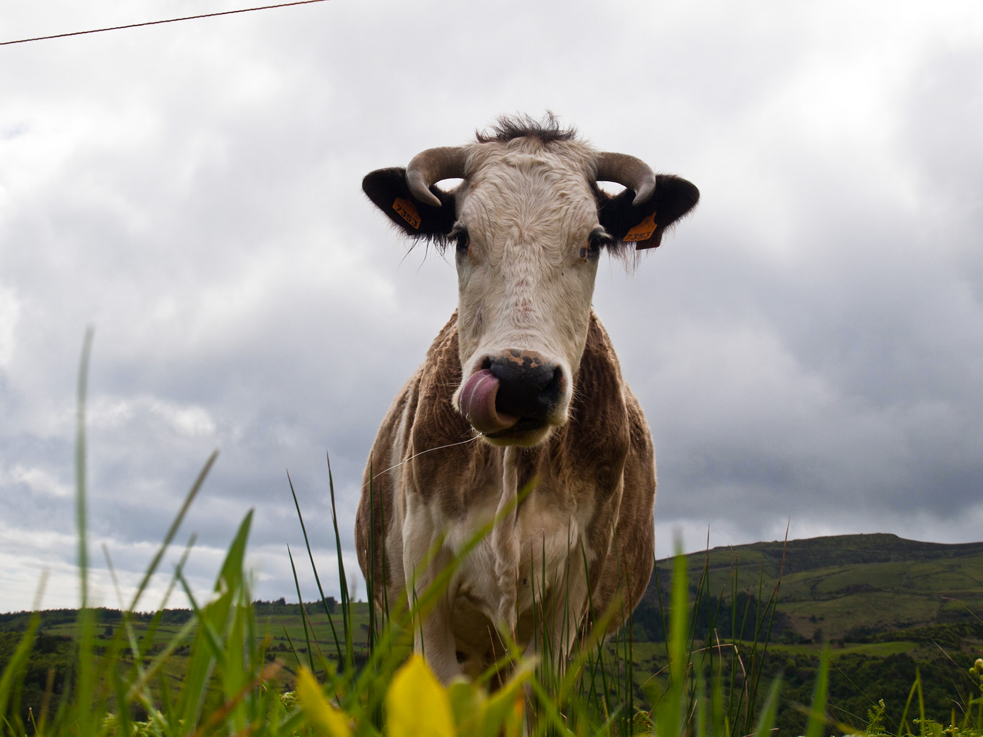 Cow with tong out seen from bellow
