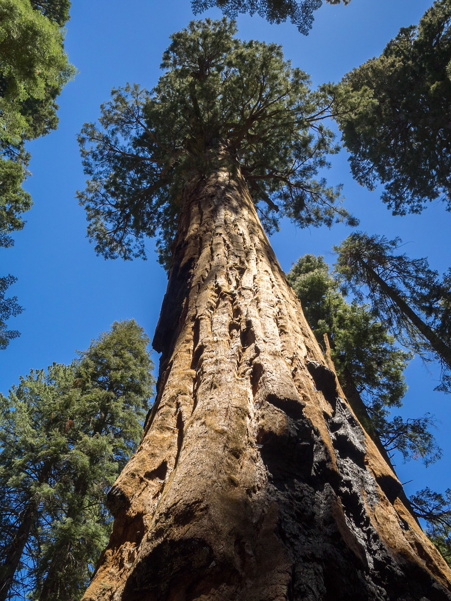Looking up a giant sequoia tree