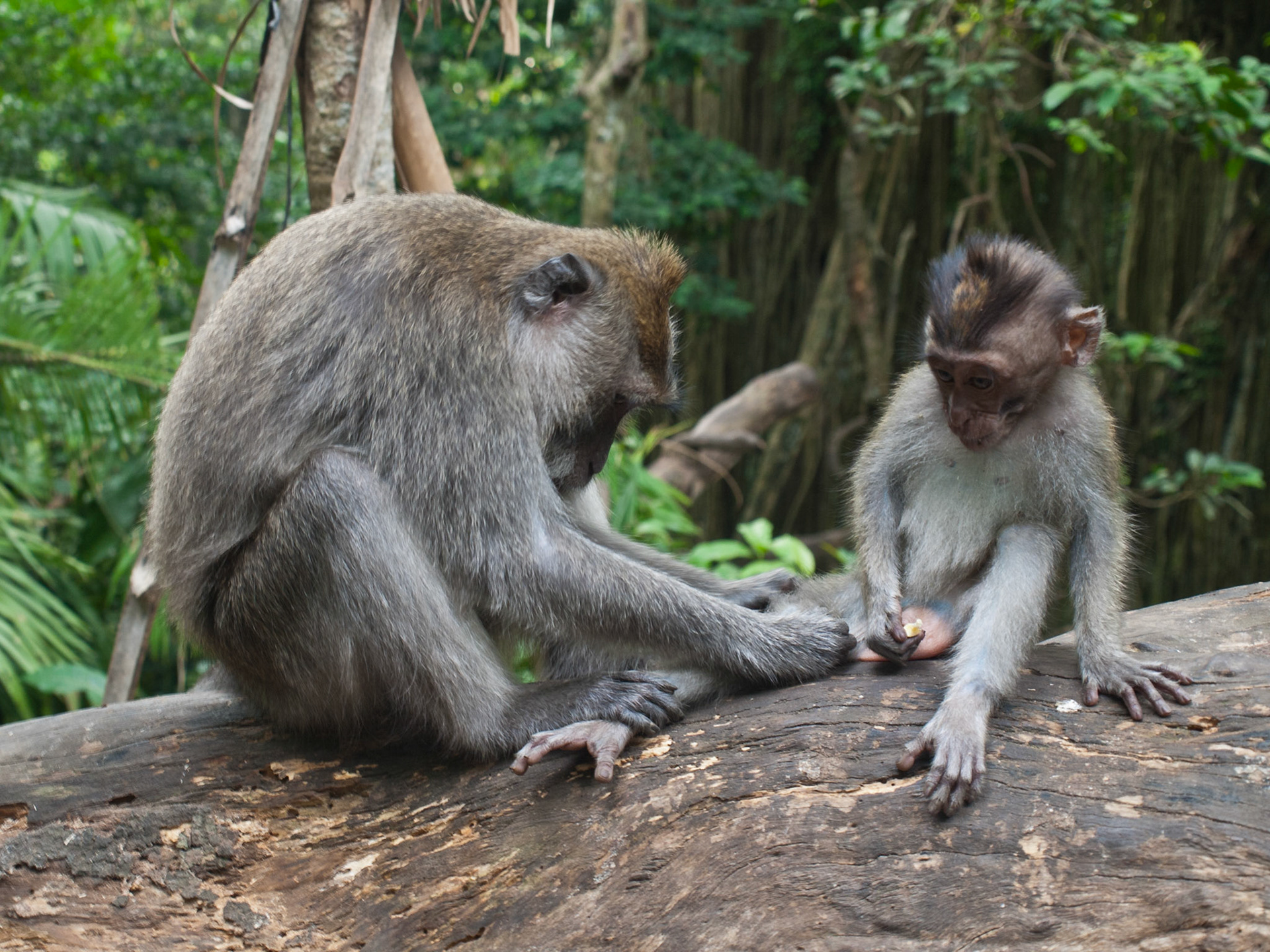 Two monkeys in Monkey Forest park, Ubud
