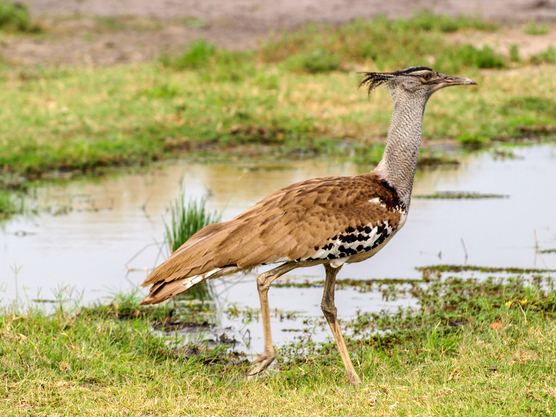 Kori bustard walking by the water