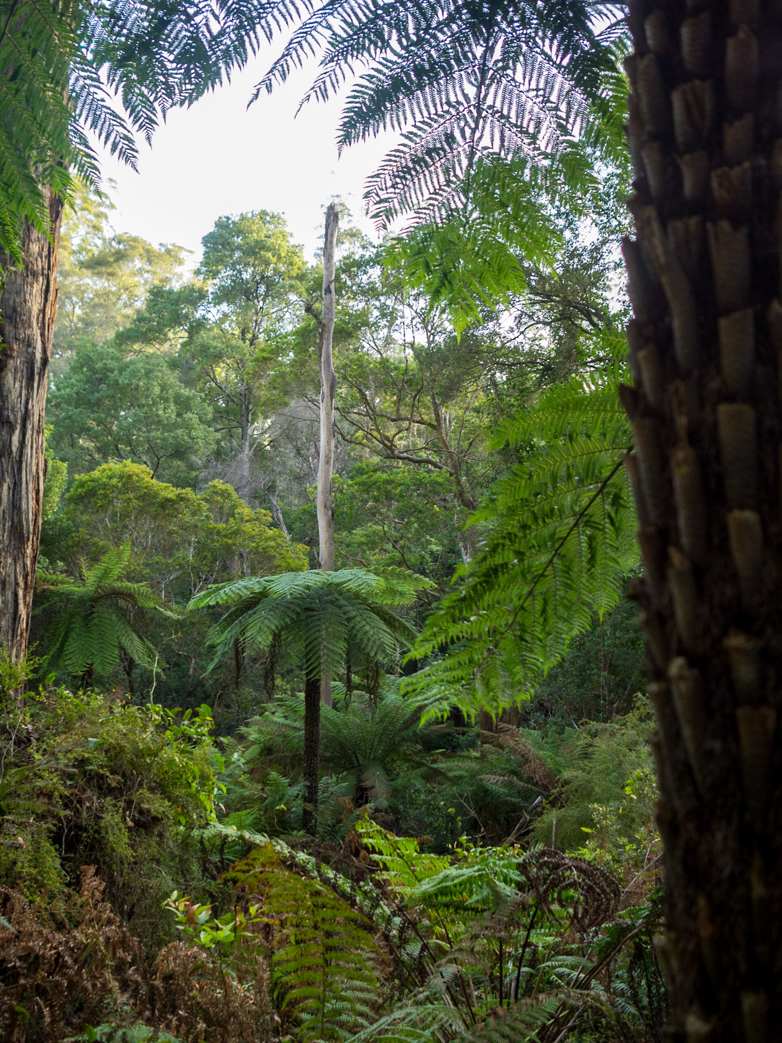 McKenzie River Rainforest Walk lush vegetation