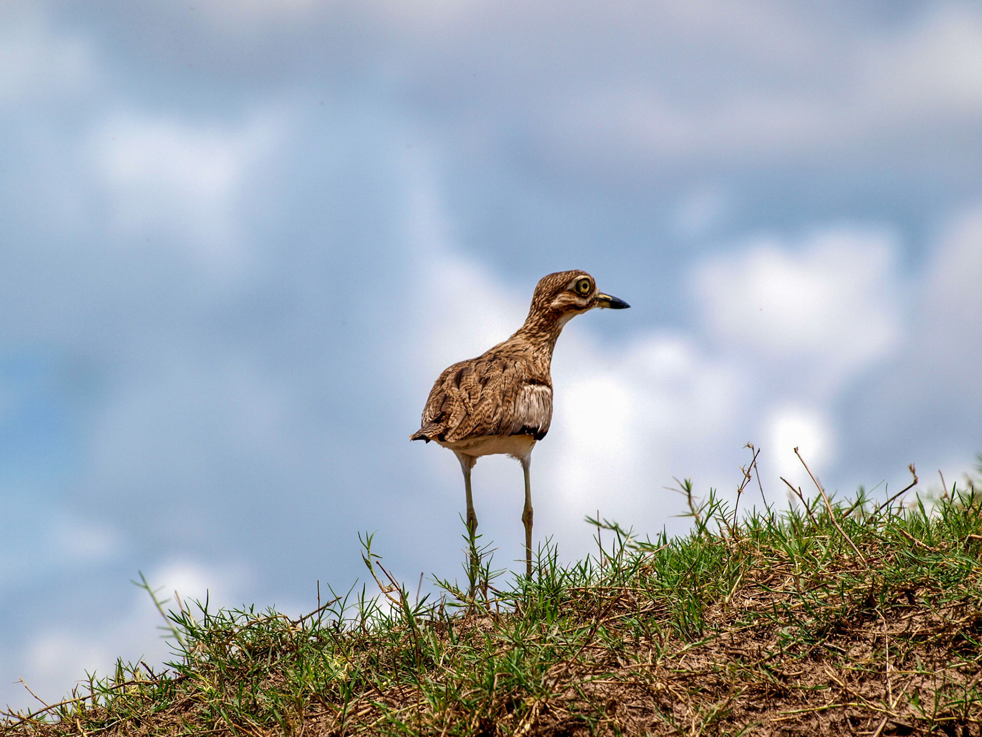 Water dikkop standing against a clouded background