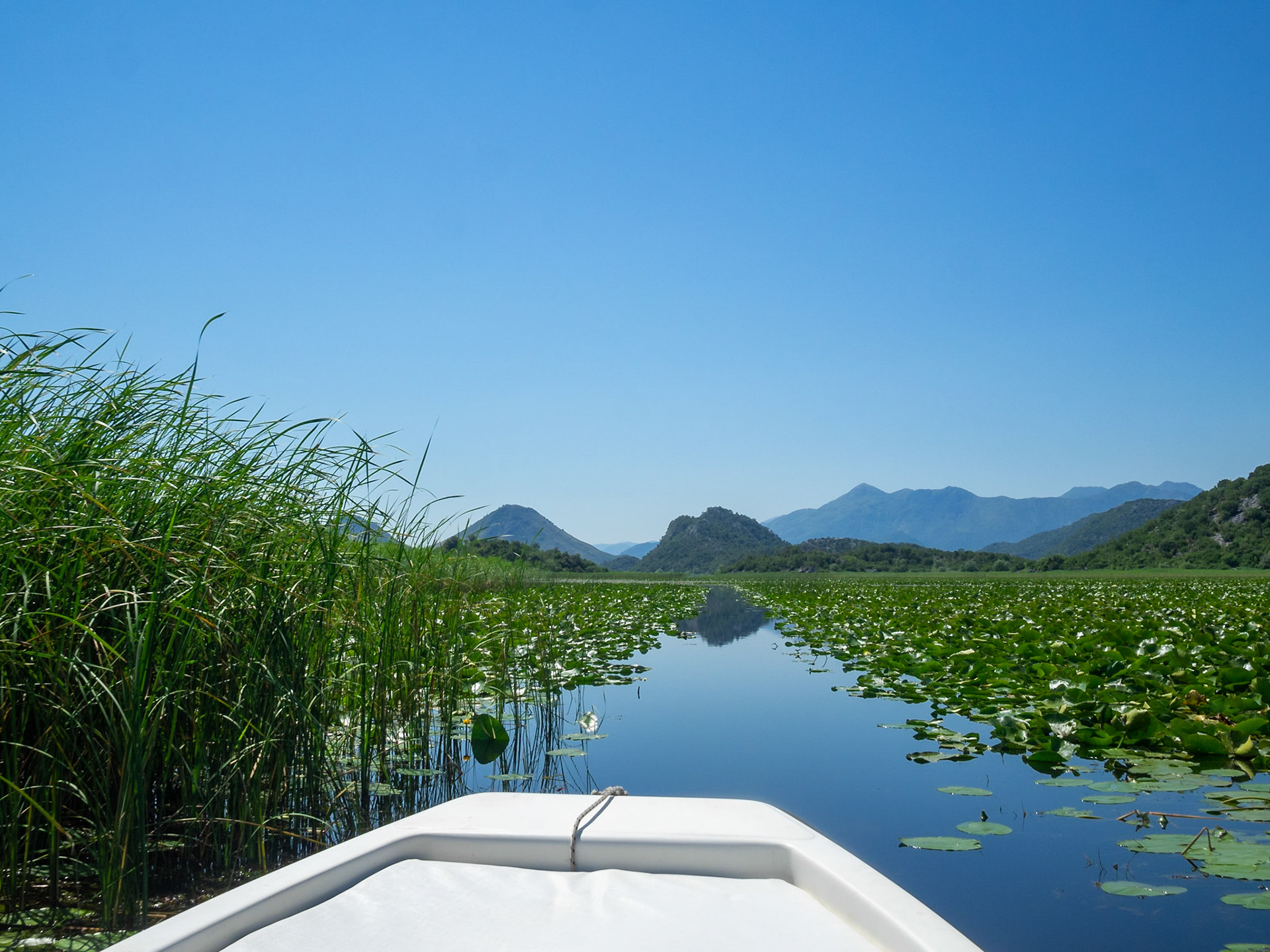 Boating in Lake Skadar between water lilies and reeds, Montenegro