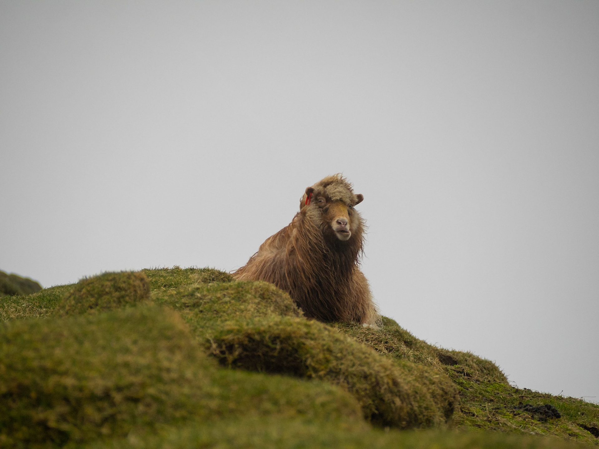 Brown sheep lying in the grass looking at camera