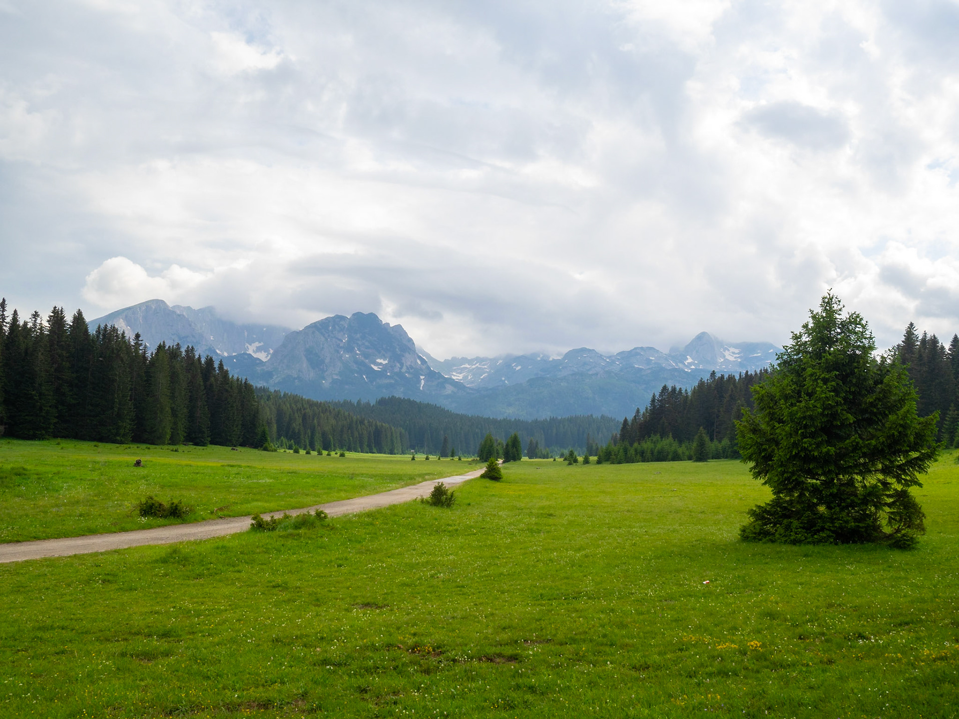 Dirt road between the pine trees of Durmitor National Park