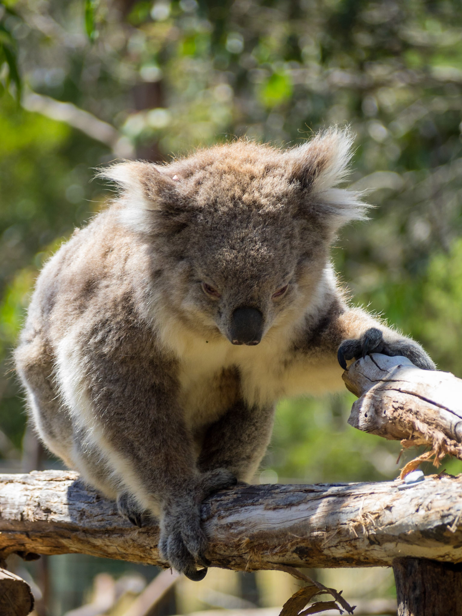 Koala walking in tree branches