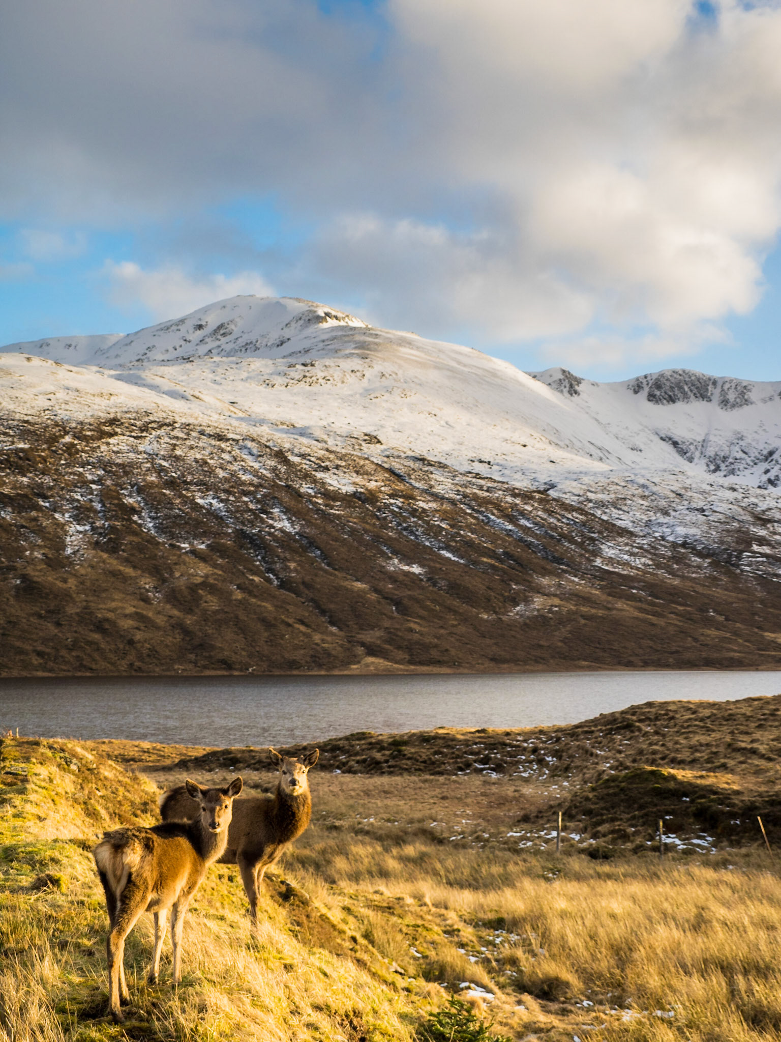 Red deer with snow covered mountains in background