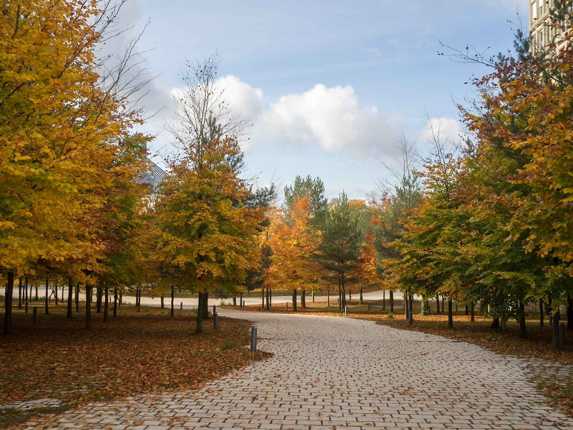 Autumn coloured trees