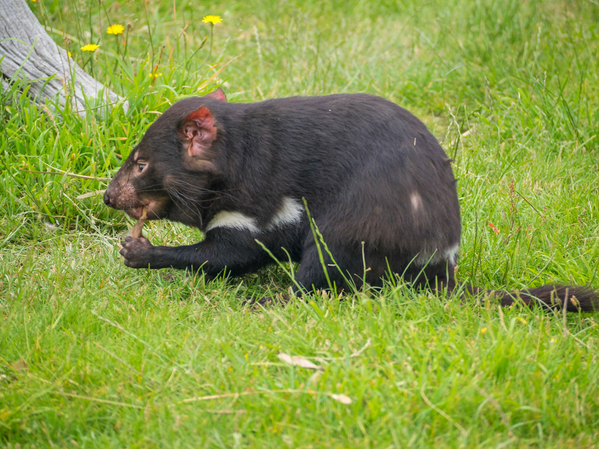 Tasmanian Devil eating
