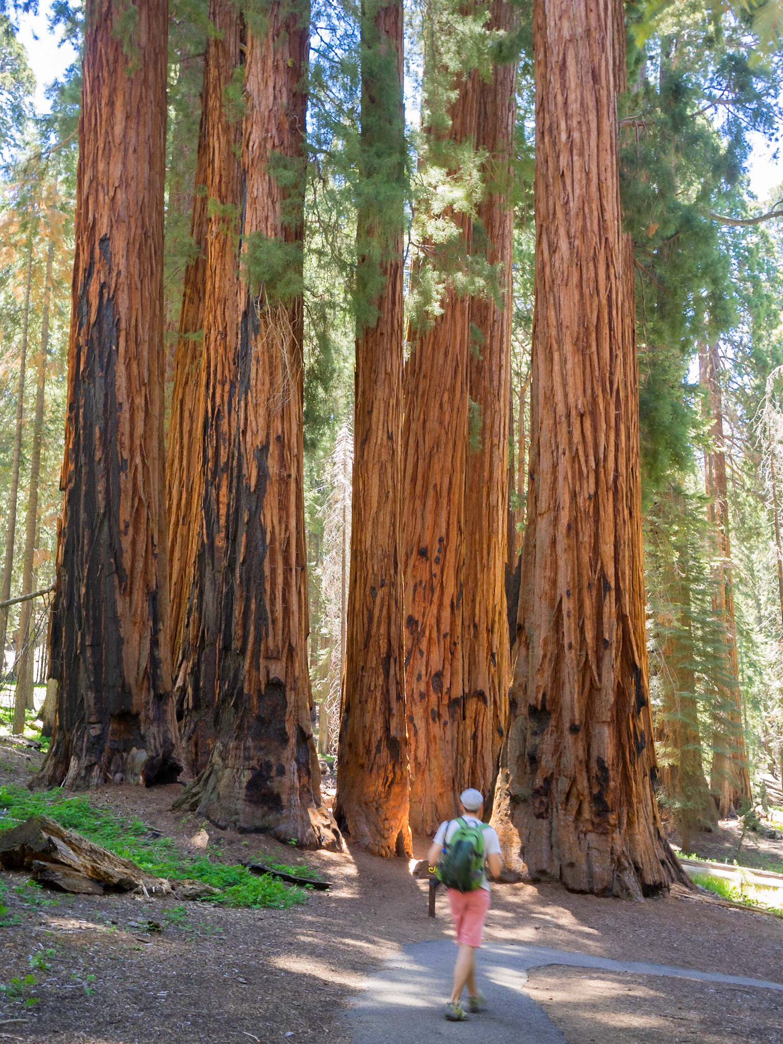 Walking by the House Group Trees, The Congress Trail in Sequoia & Kings Canyon National Park