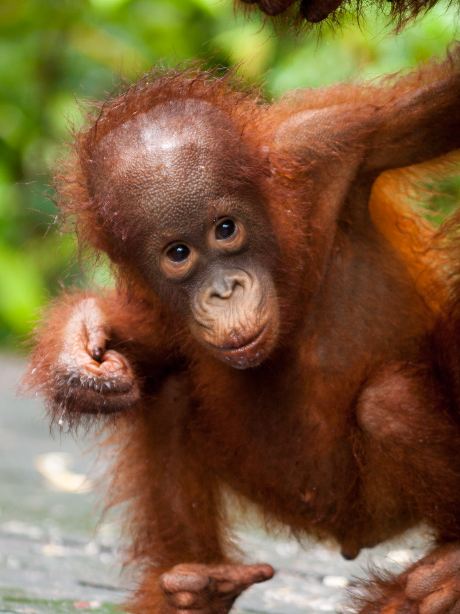Orangutan cub closeup