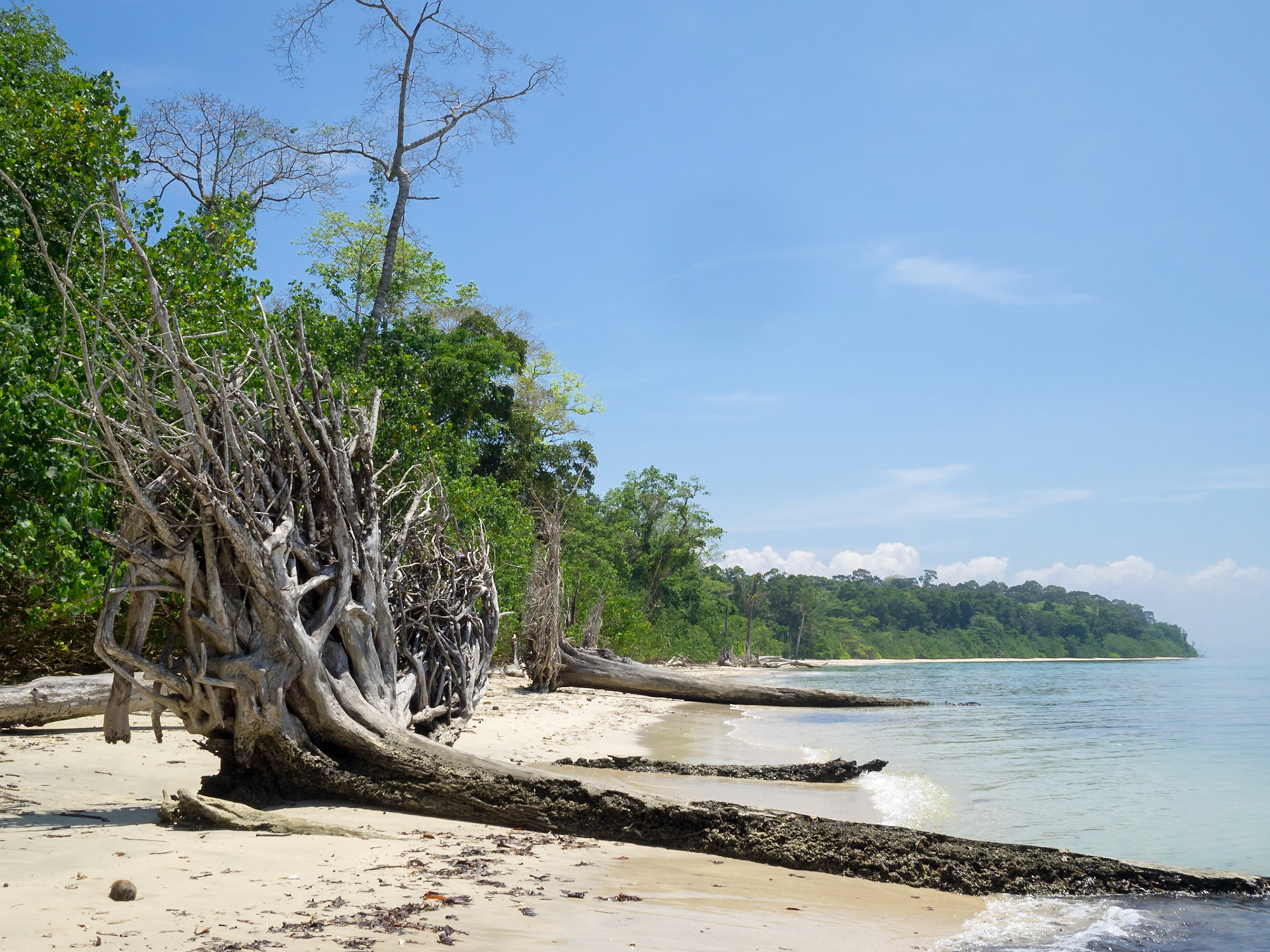Fallen trees in Elephant beach, Havelock