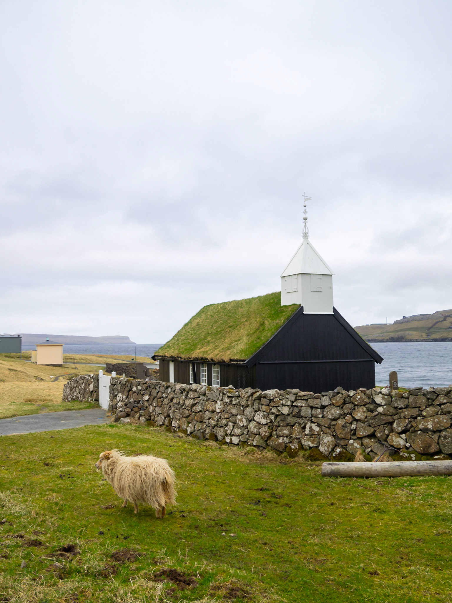 A sheep passing bu Kollafjørður blacj turf roofed church