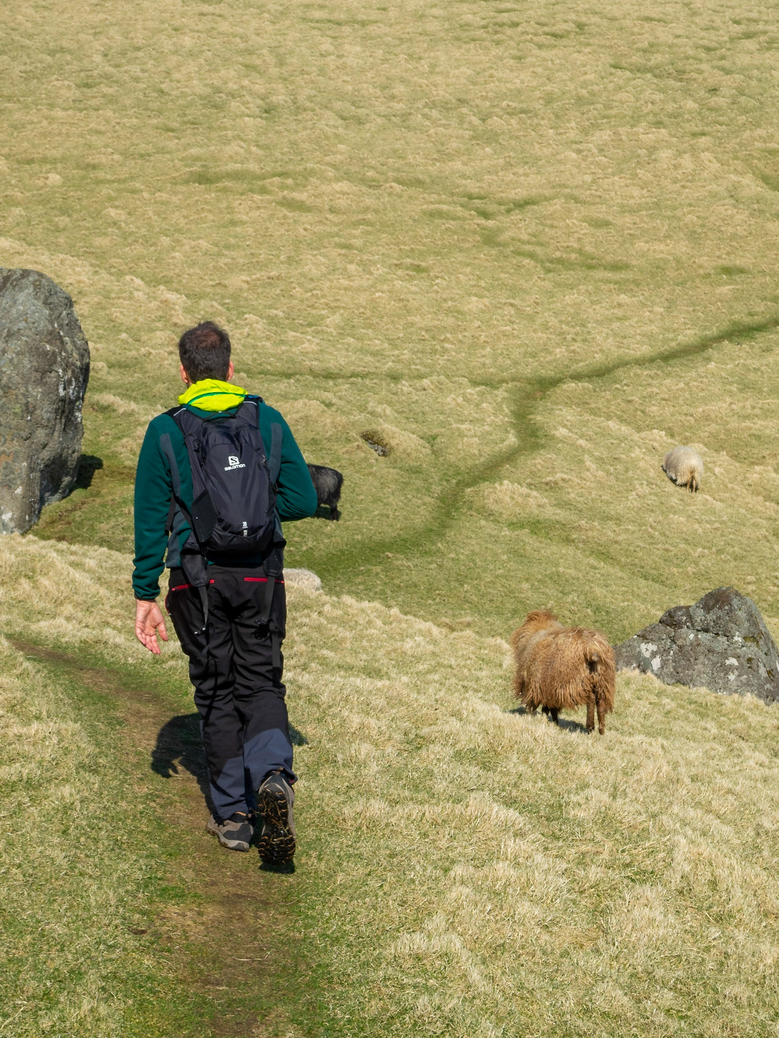 Hiking Kallur lighthouse path between sheep and yellow grass