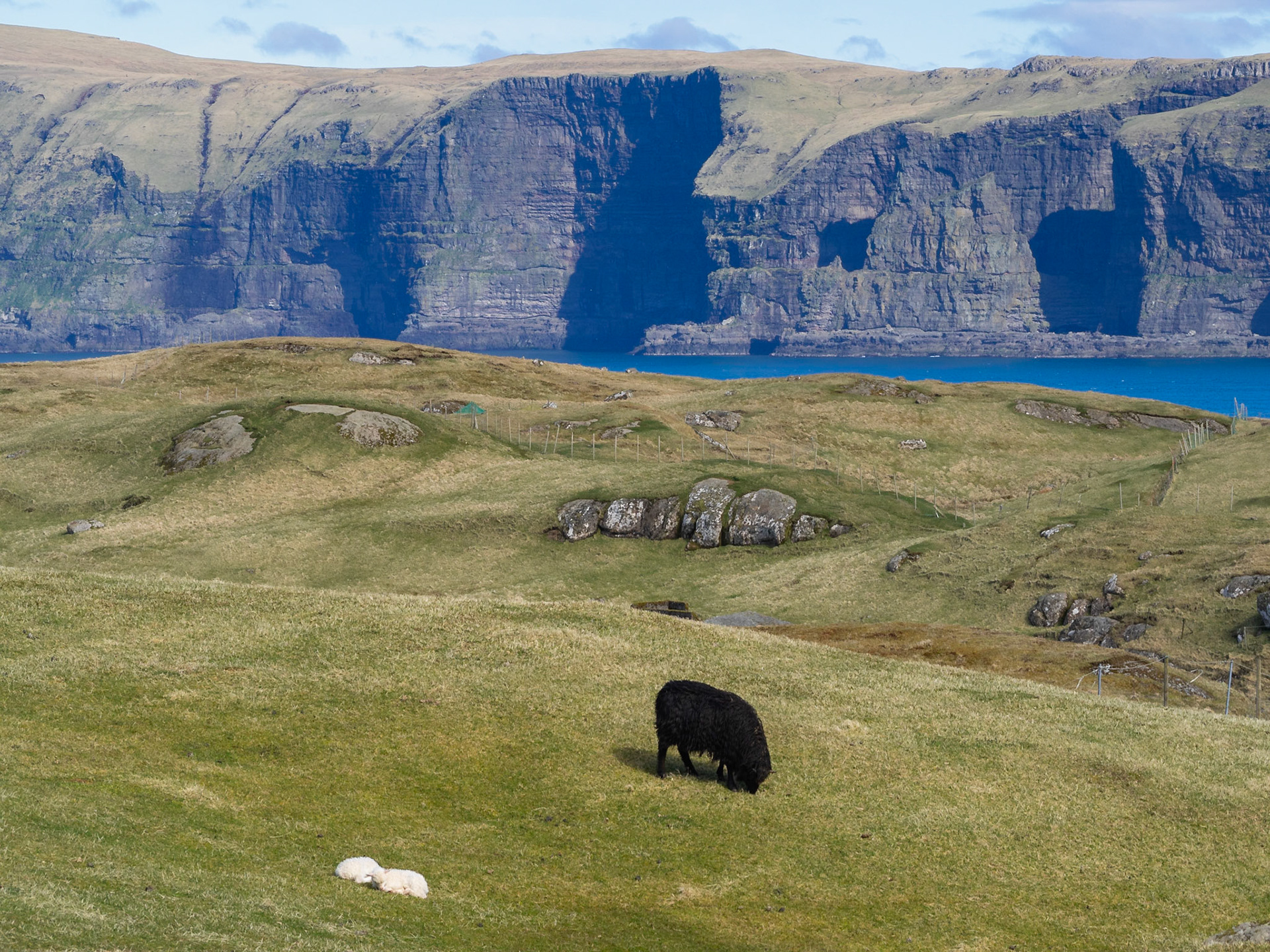 Black sheep grazing and white lambs sleepin in the green grass of Sandoy, with Hestur island in background