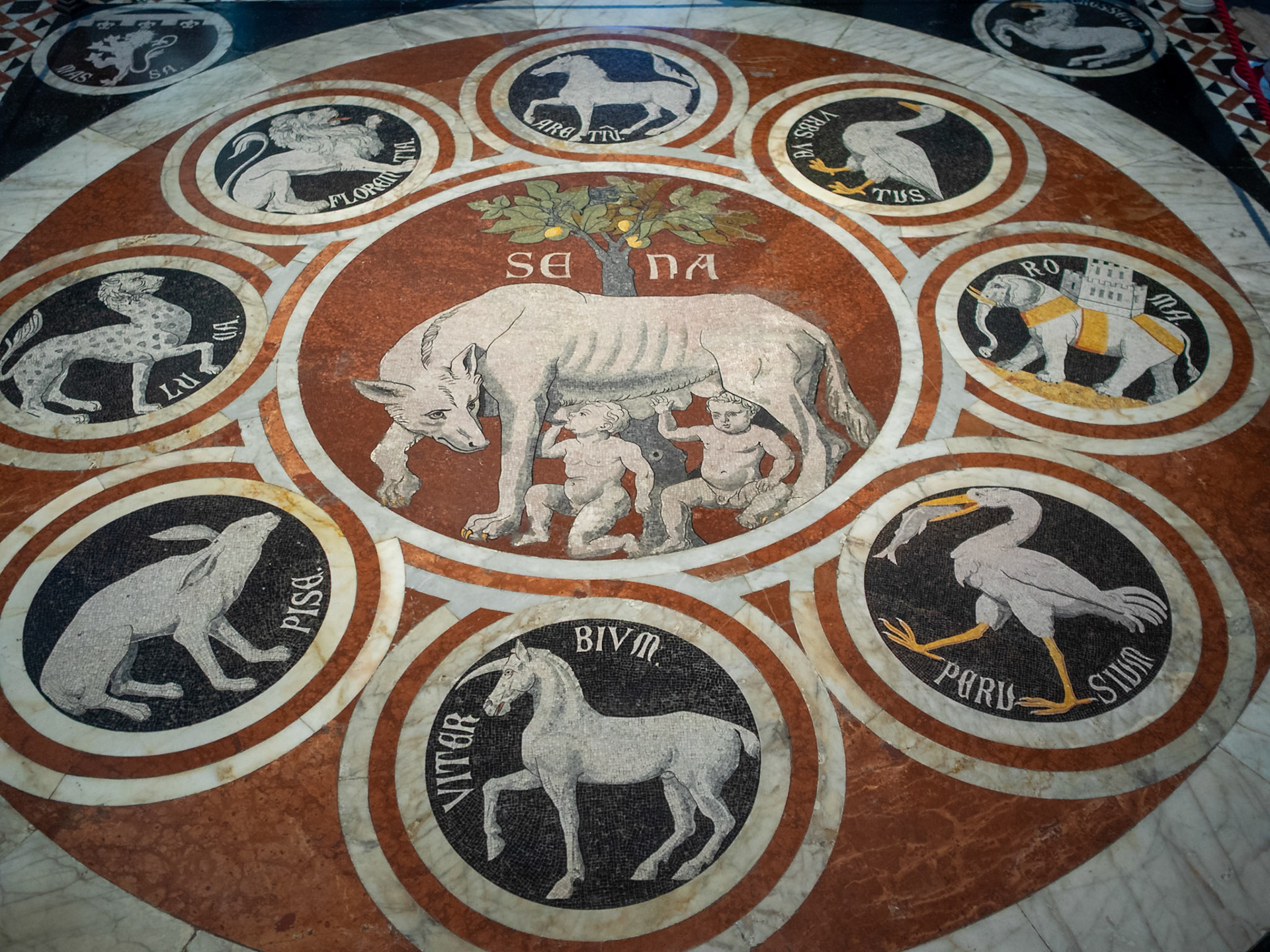 The Sienese she-wolf among the symbols of the allied cities, Siena Cathedral floor