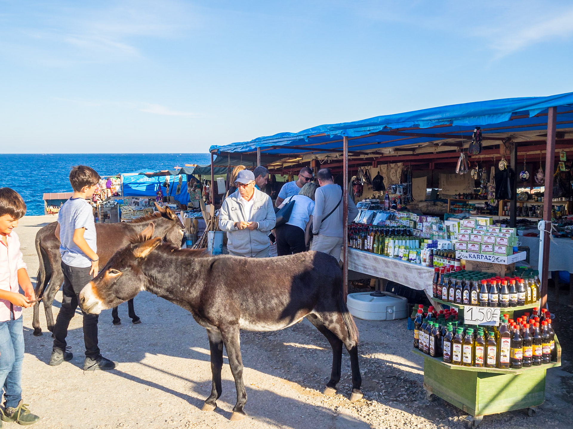 Feeding wild donkeys in North Cyprus