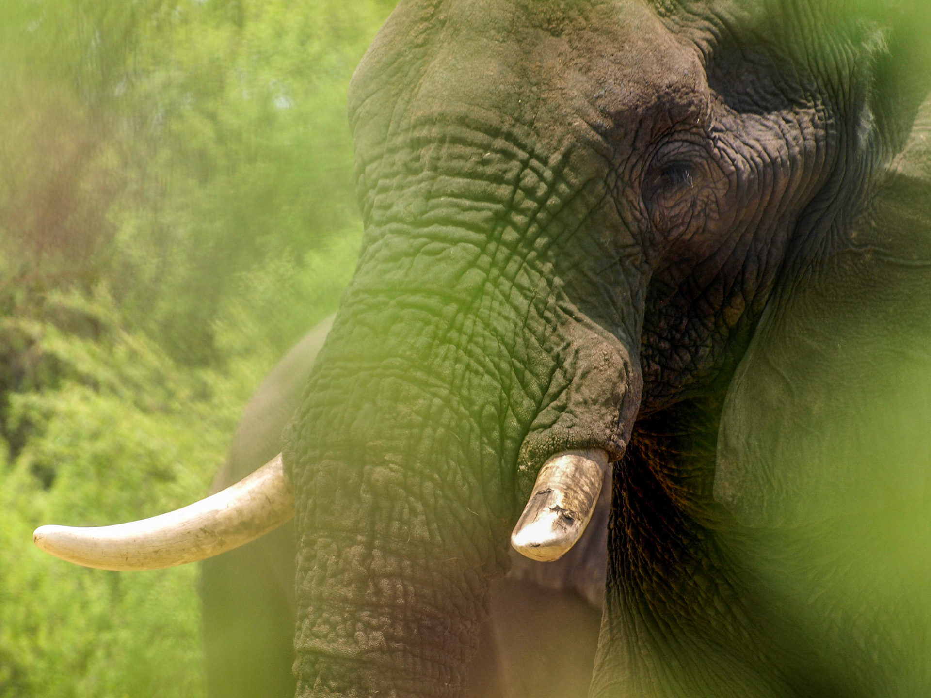 Elephant head behind leafs green