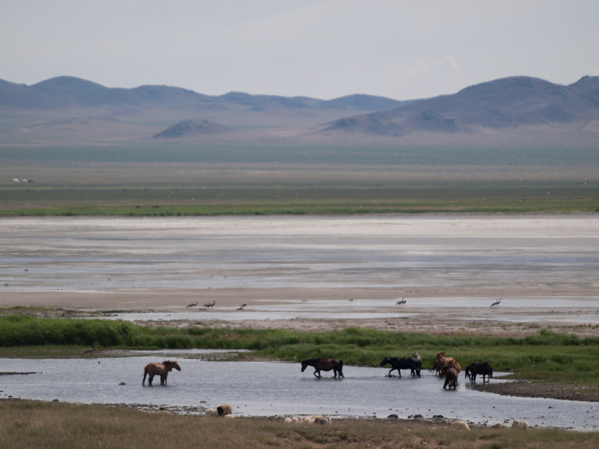 Horses drinking in salt pans, Dundgov, Mongolia