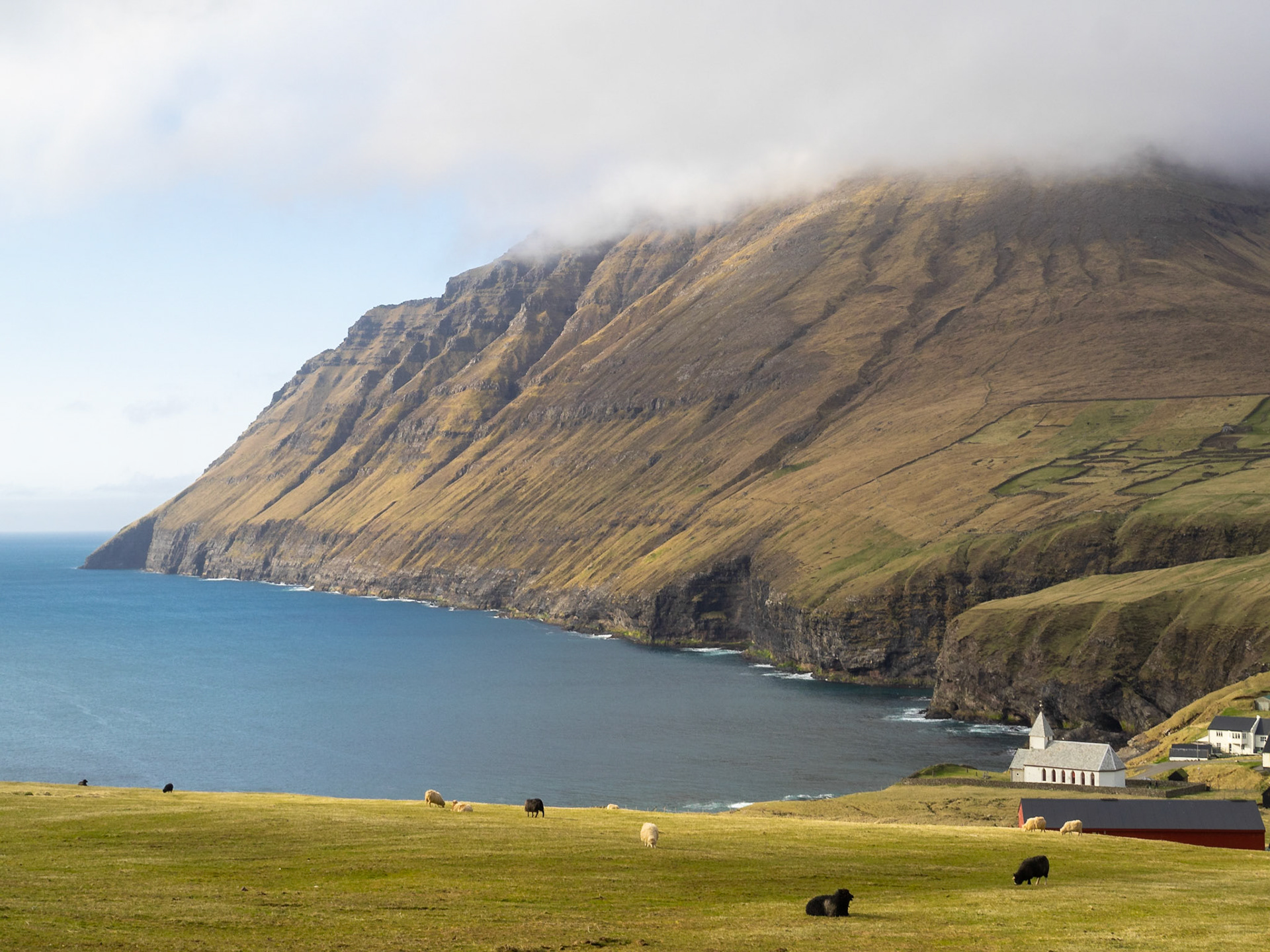 Sheep grazing in the fields by Vidareidi