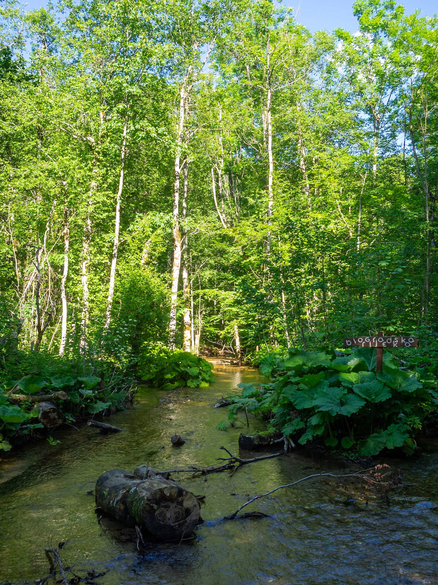Biogradska Gora forest