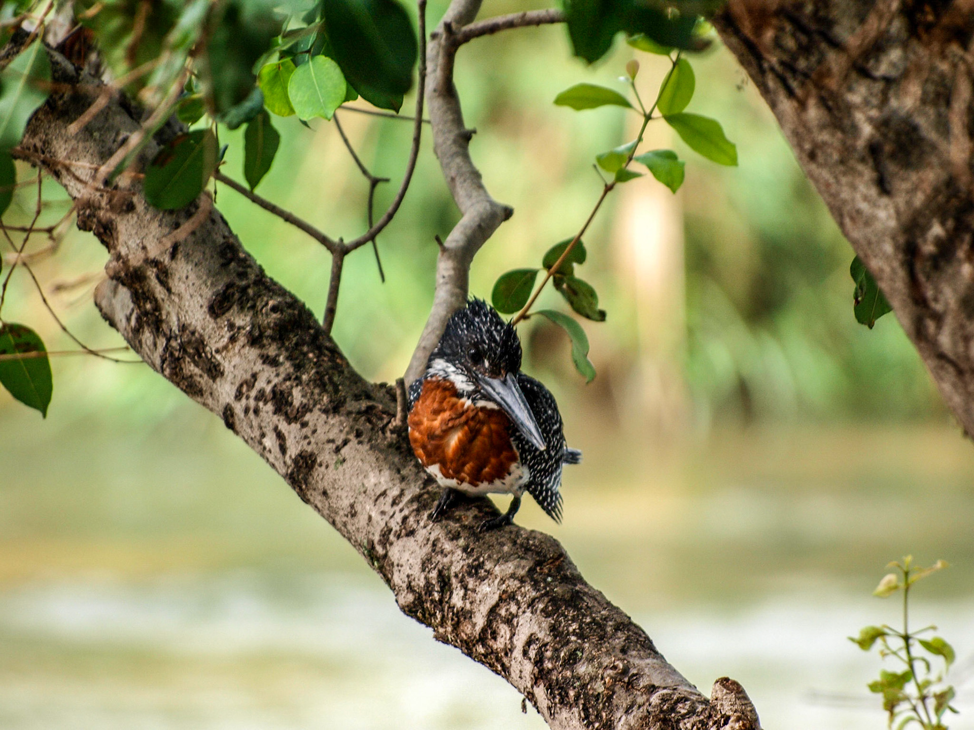 Giant kingfisher in a tree branch