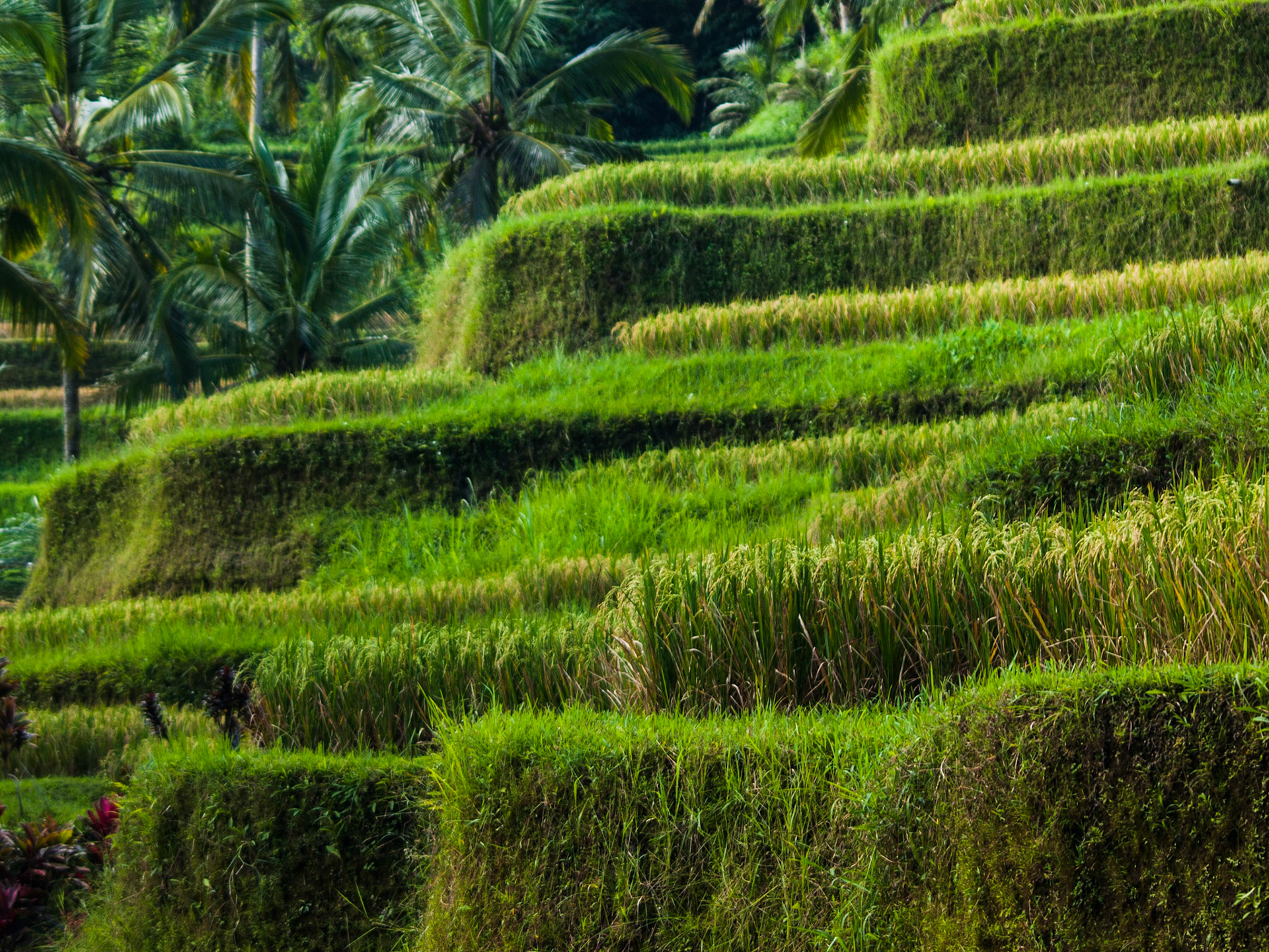Wavy lines of Jatiluwih rice terraces in Bali island, Indonesia
