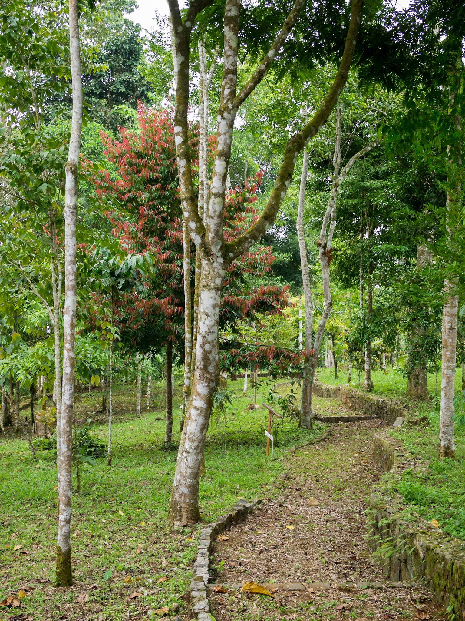 Bom Sucesso Botanical Garden, São Tomé