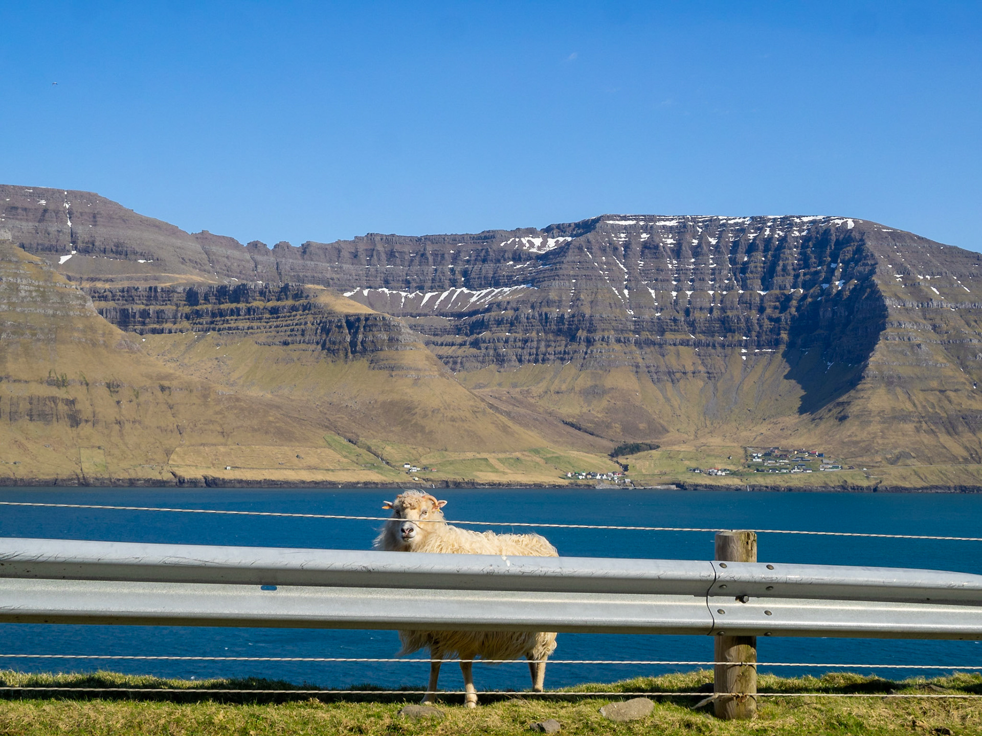 A sheep in the roadside in Kalsoy, with Kunoyar across Kalsoyarfjørður fjord