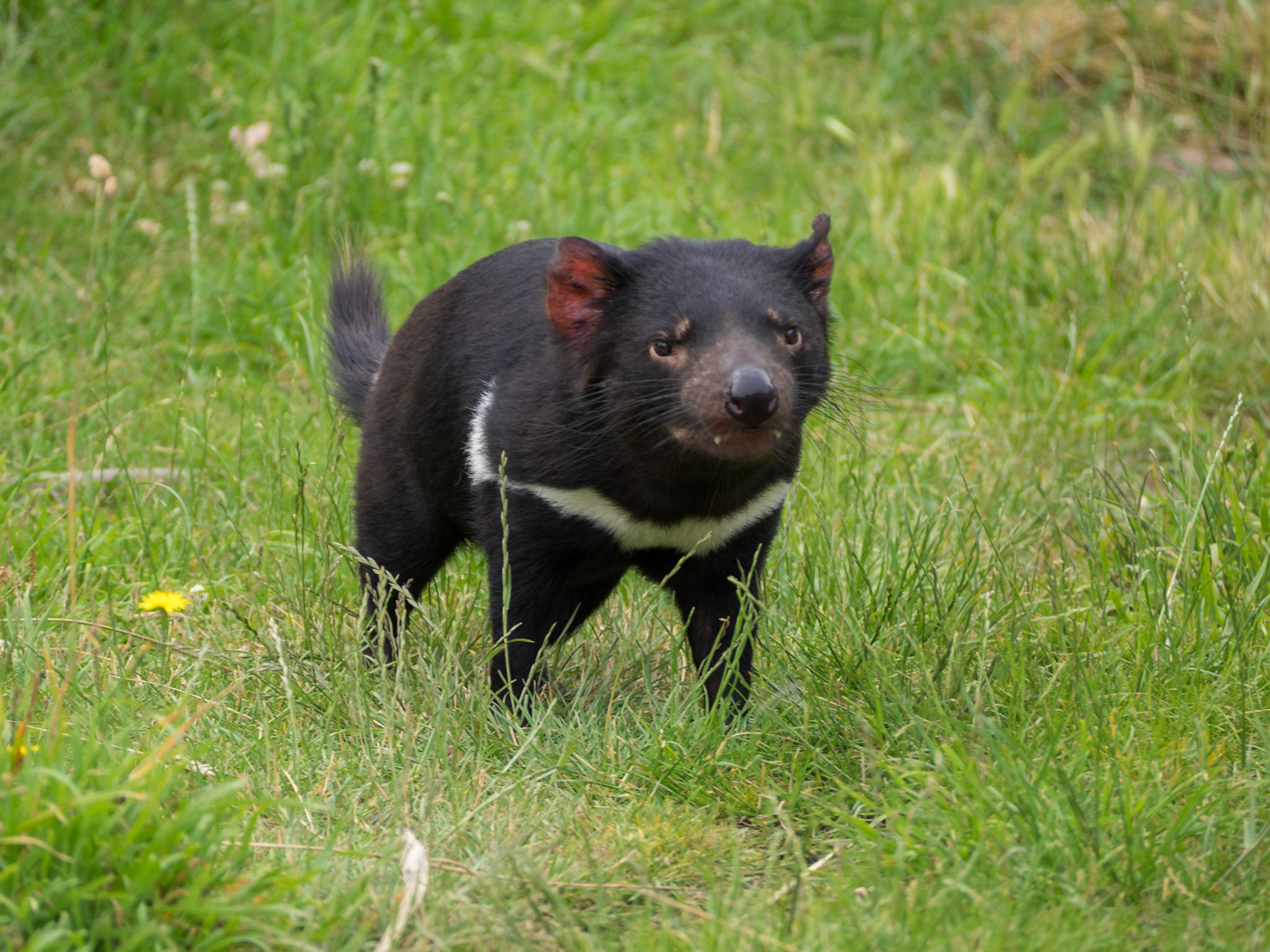 Tasmanian Devil smelling the air
