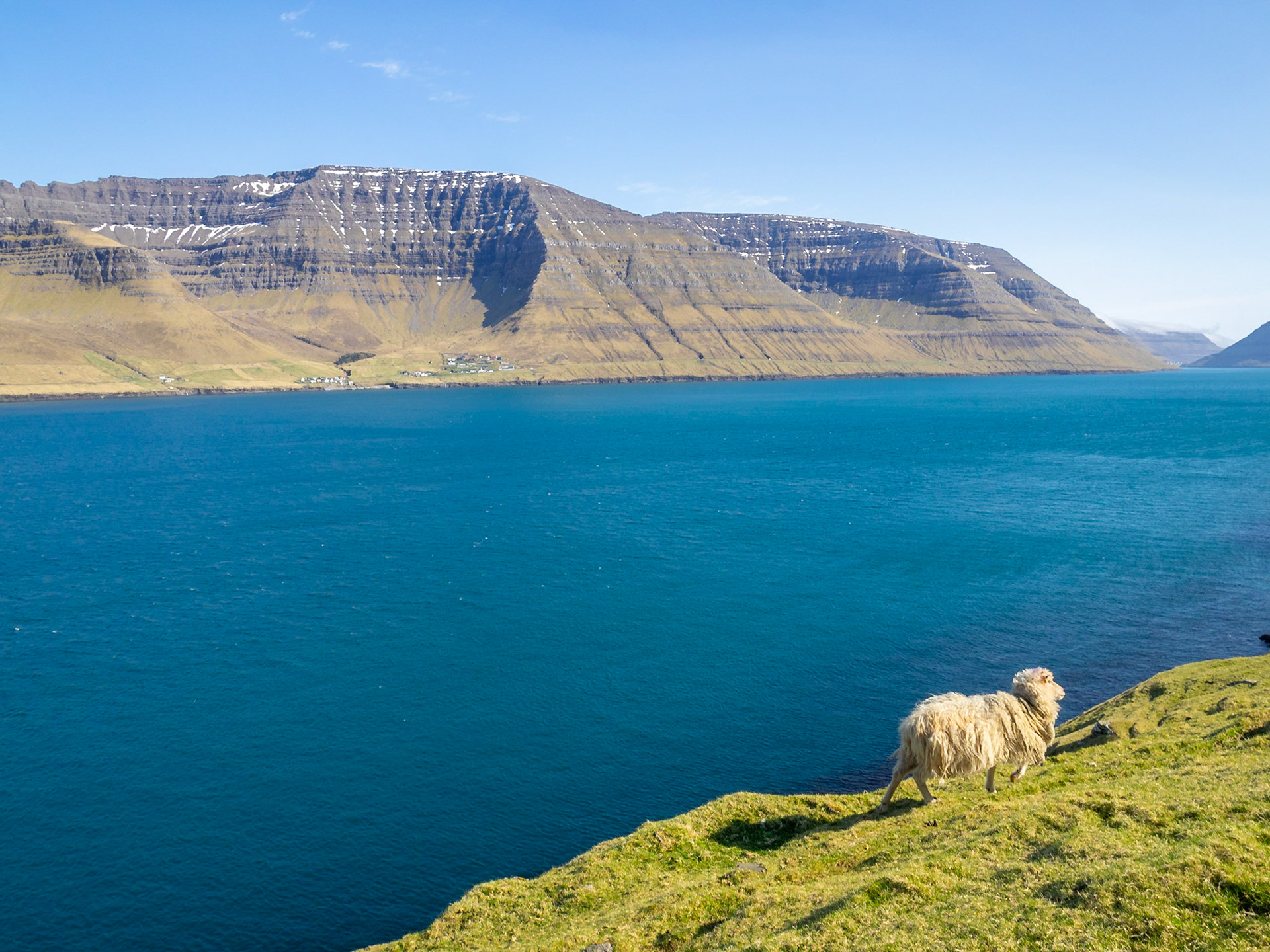 A sheep walks by Kalsoyarfjørður fjord in Kalsoy