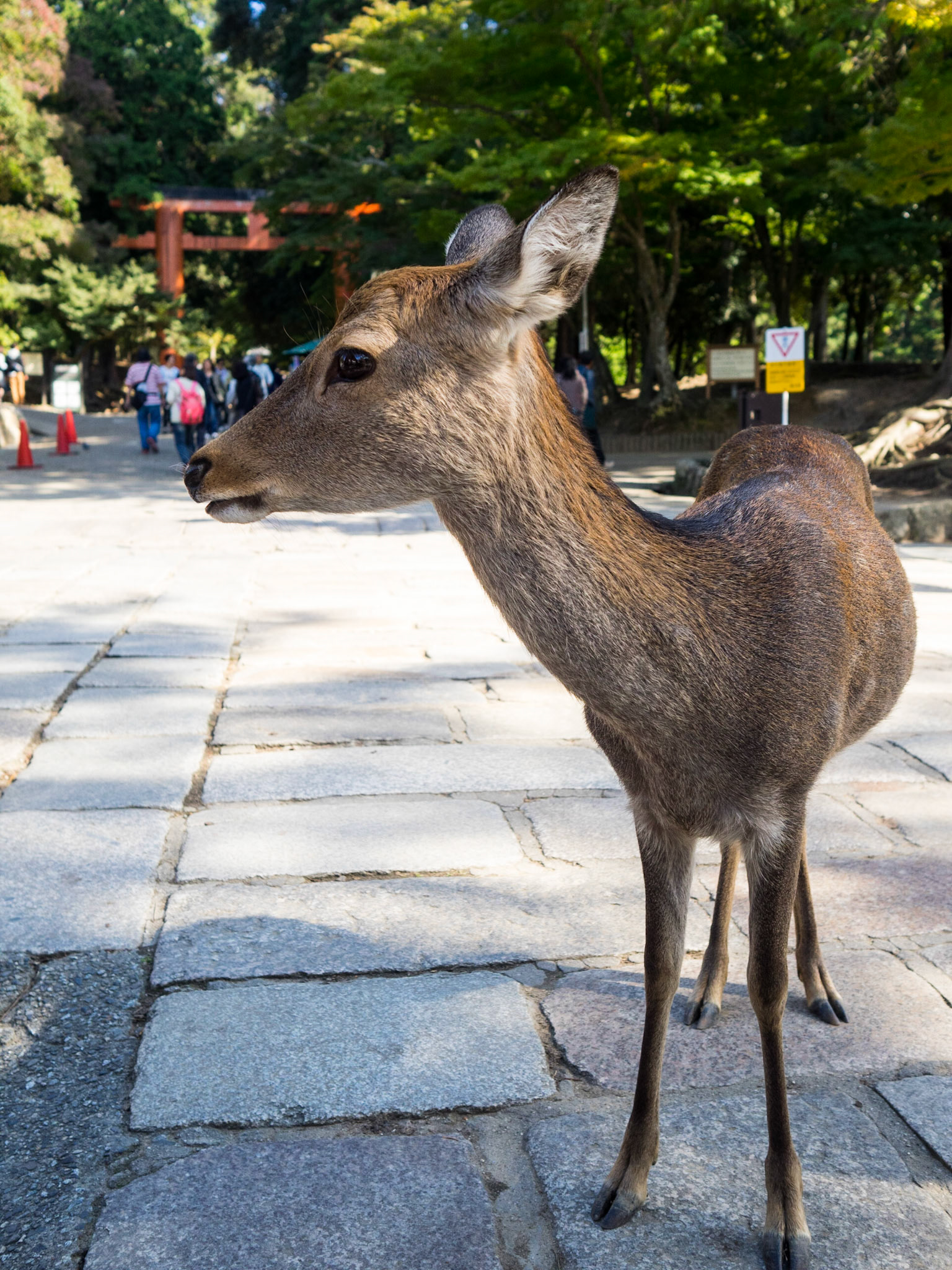 Nara deer closeup