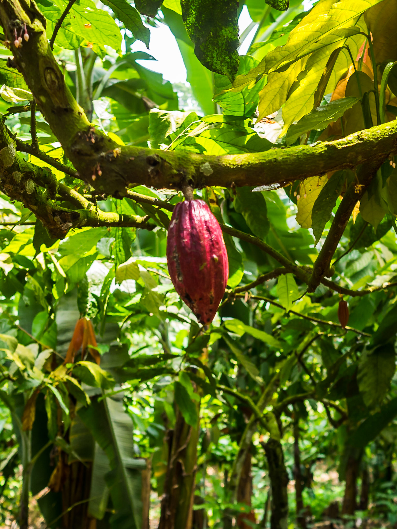 Cocoa fruit in the tree